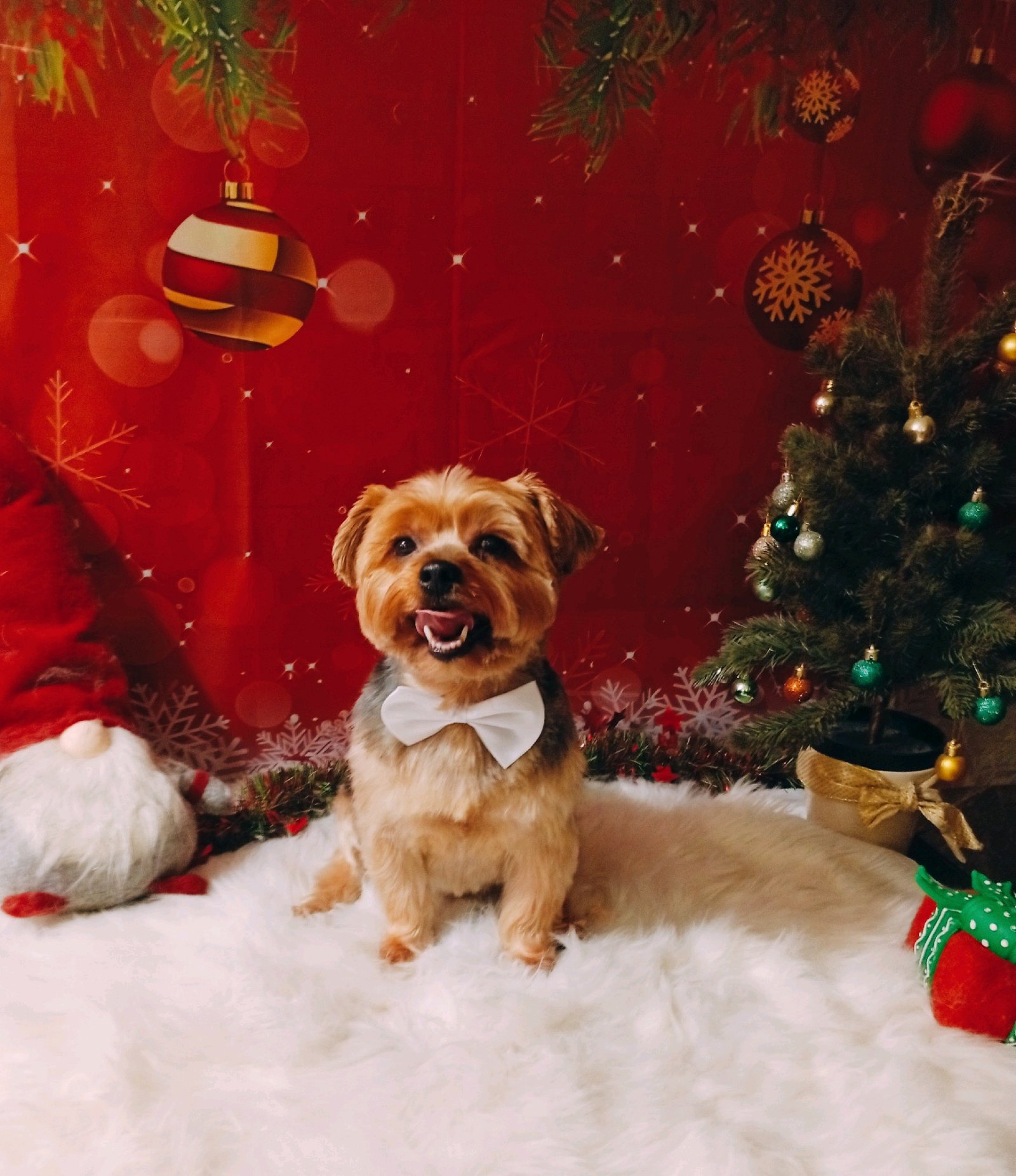 Bully kutyakozmetika/Szőrmoka kutyakozmetika galéria