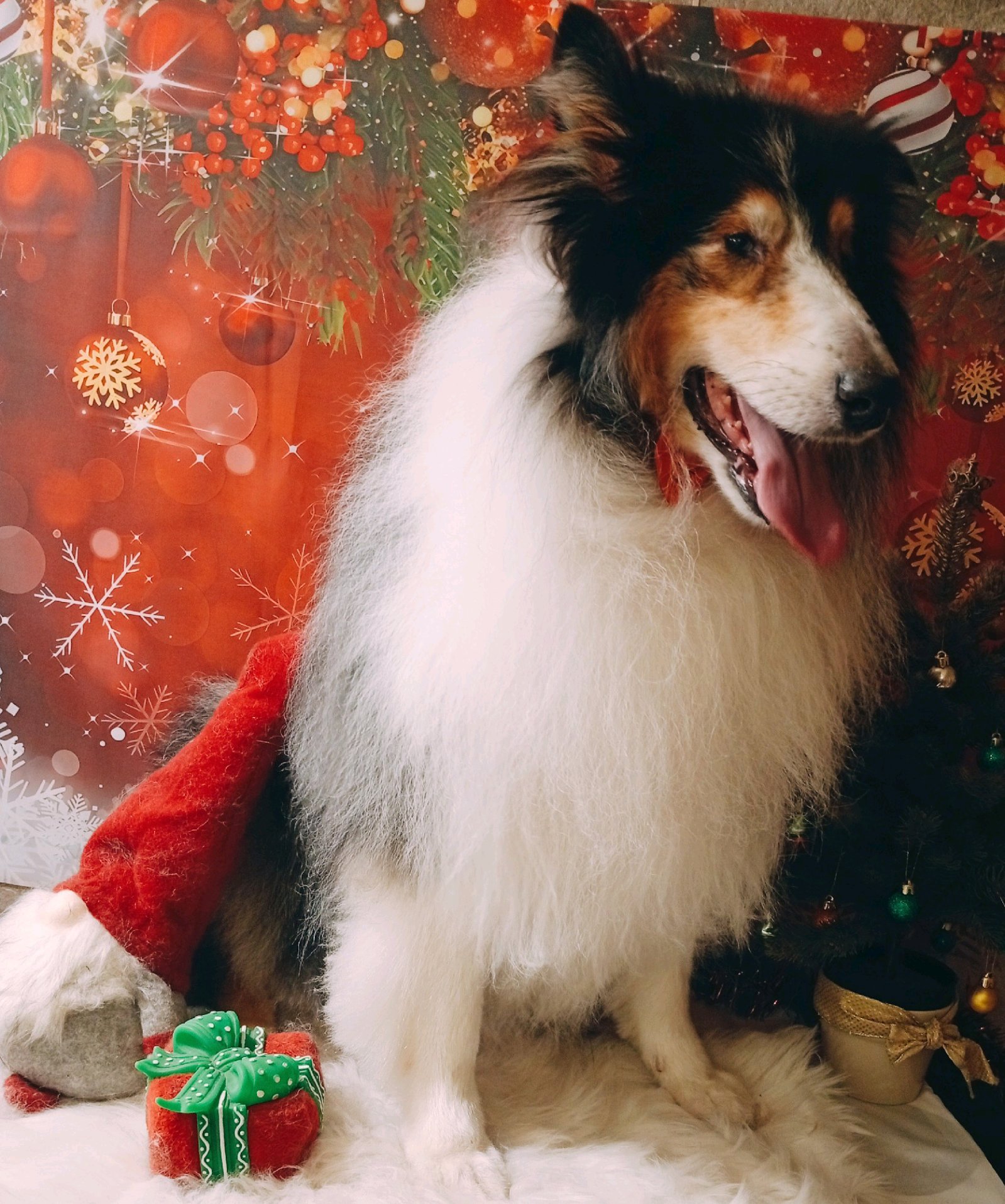 Bully kutyakozmetika/Szőrmoka kutyakozmetika galéria