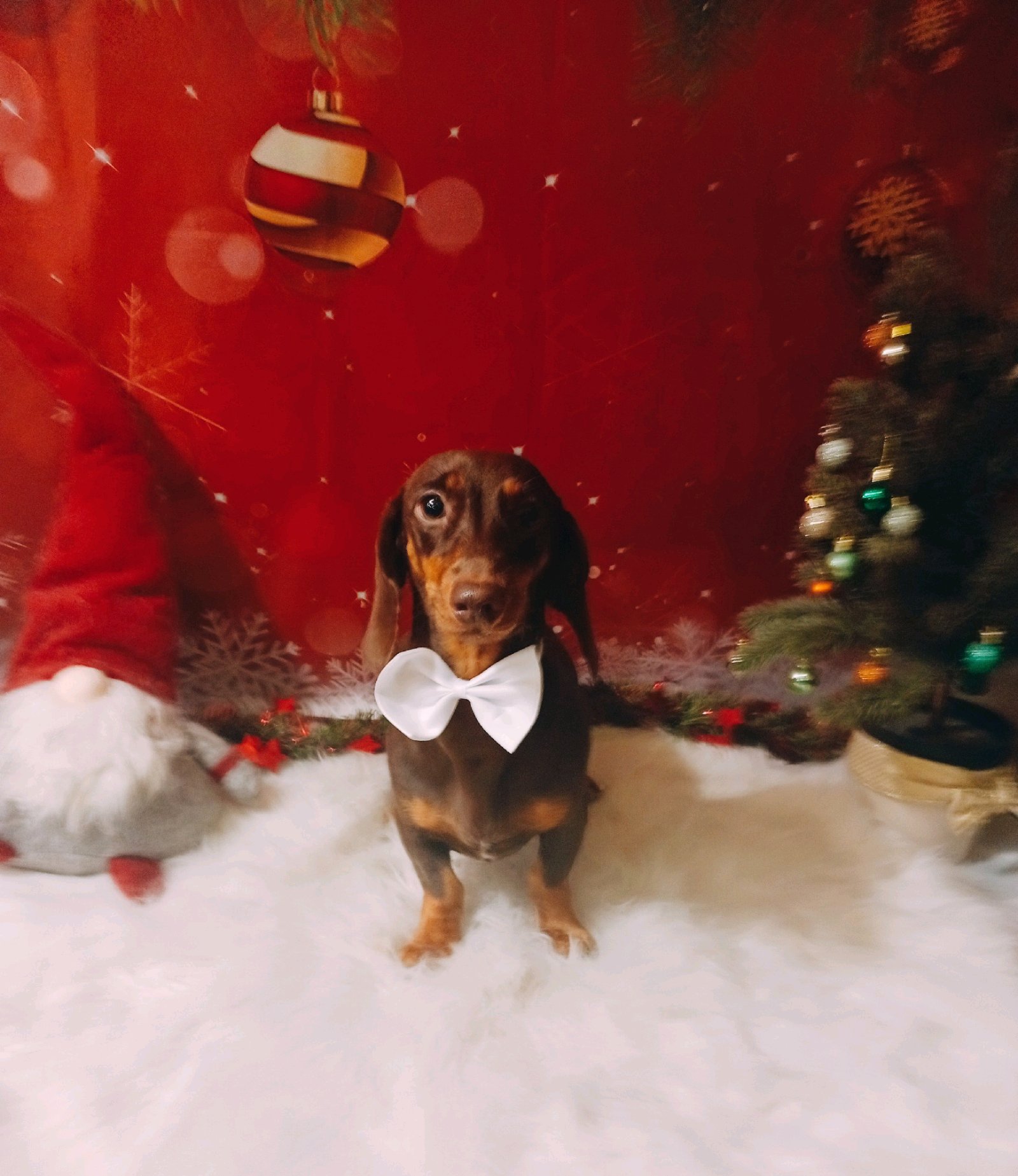 Bully kutyakozmetika/Szőrmoka kutyakozmetika galéria