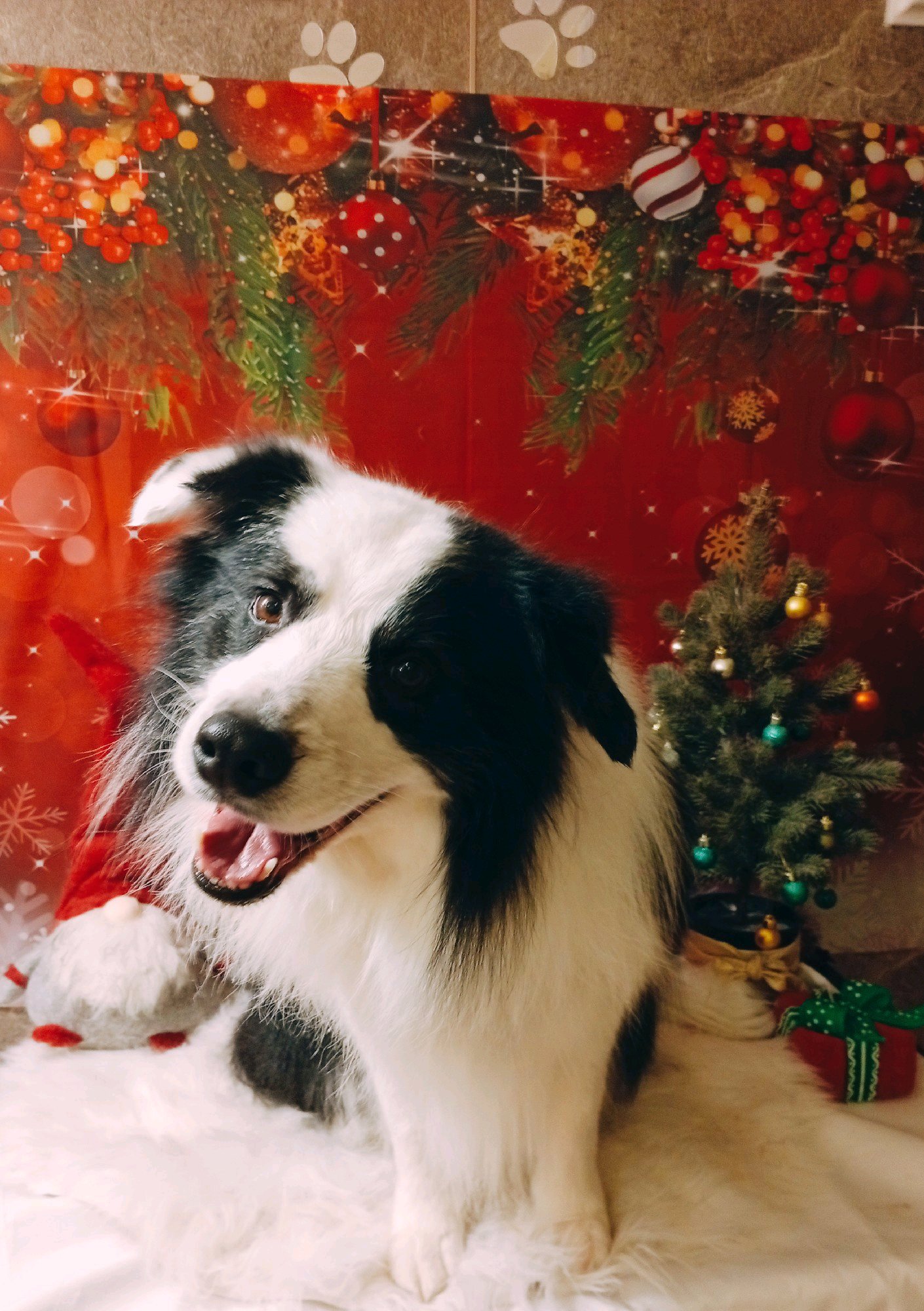 Bully kutyakozmetika/Szőrmoka kutyakozmetika galéria