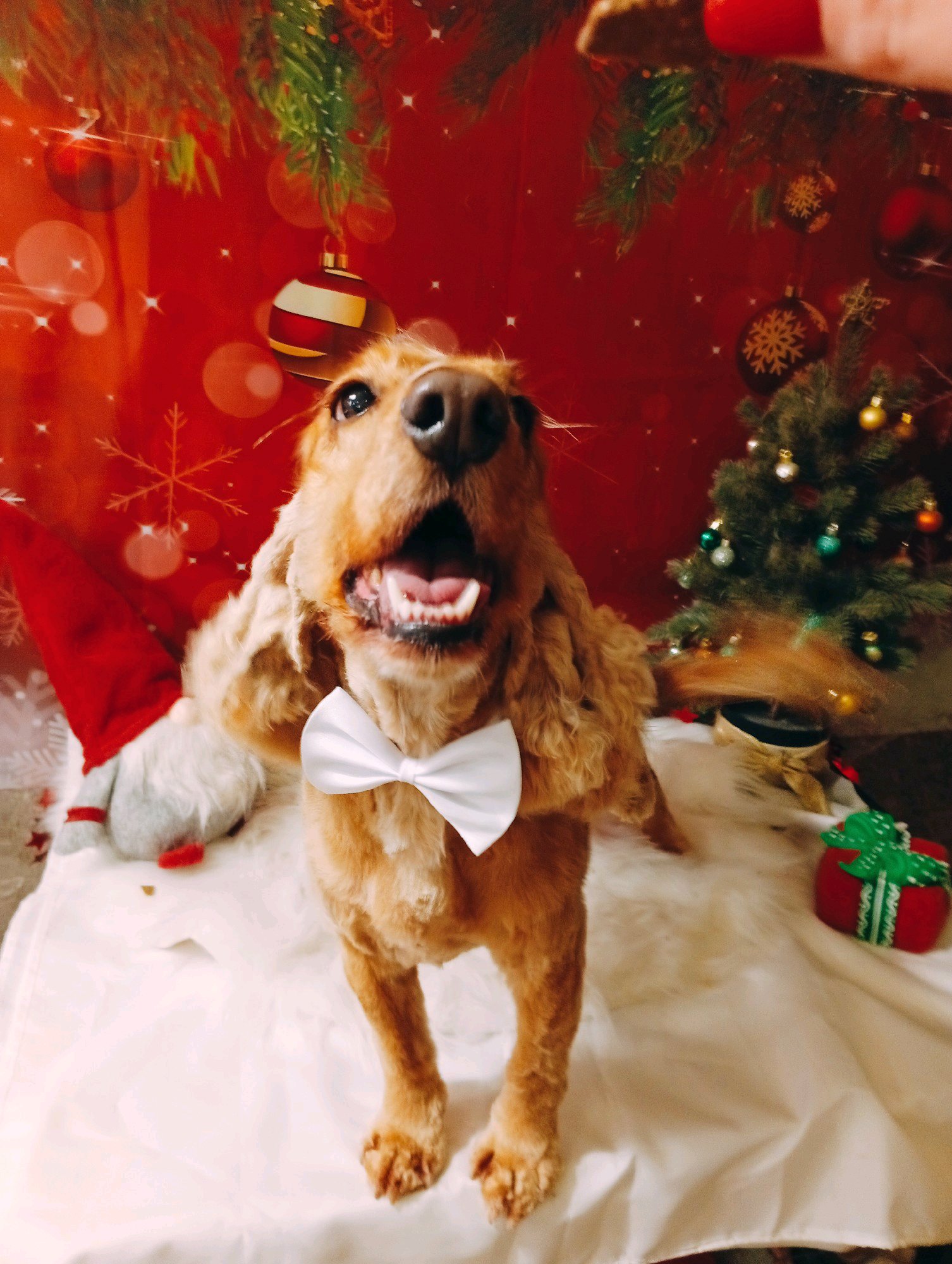 Bully kutyakozmetika/Szőrmoka kutyakozmetika galéria