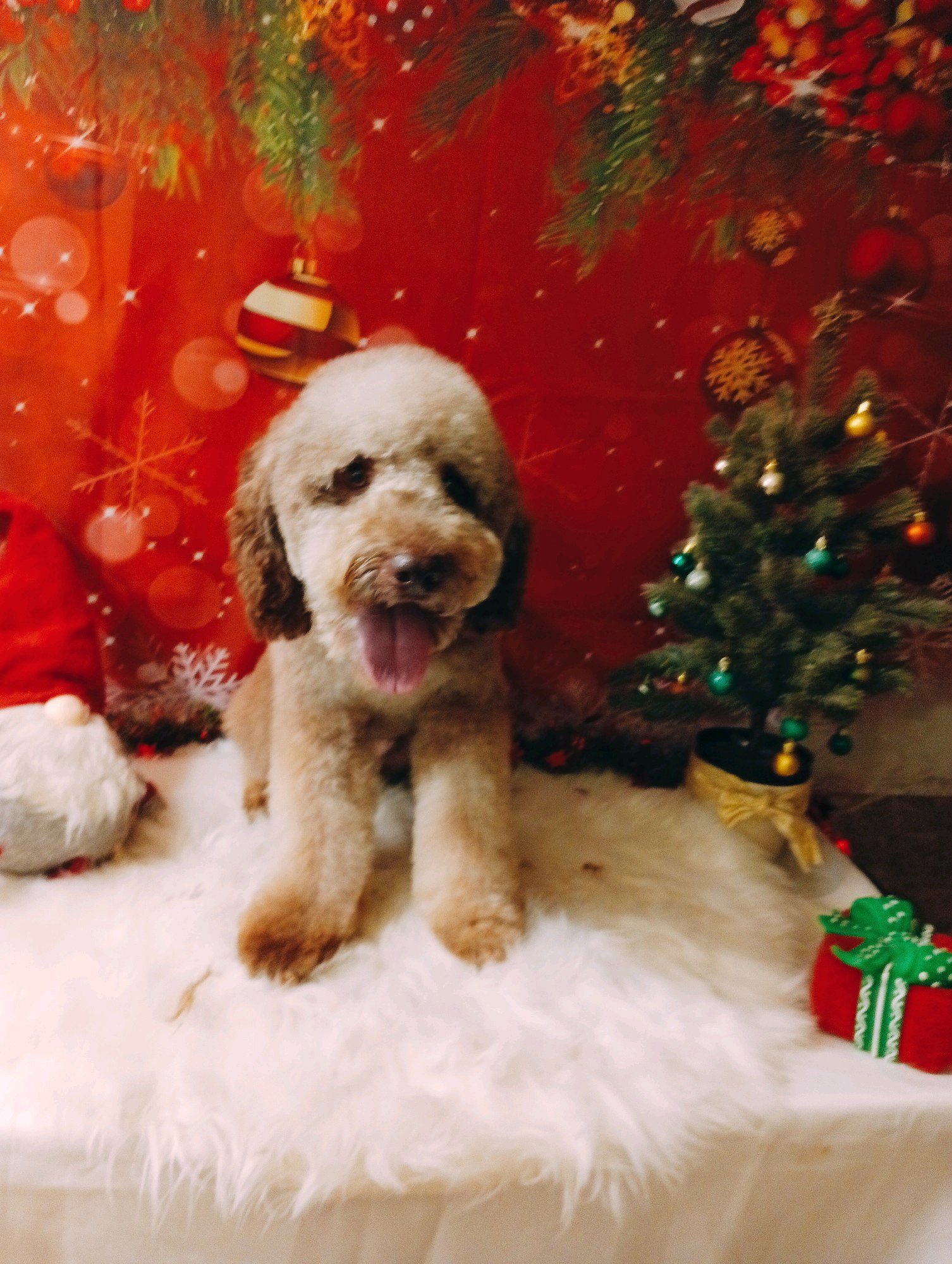 Bully kutyakozmetika/Szőrmoka kutyakozmetika galéria