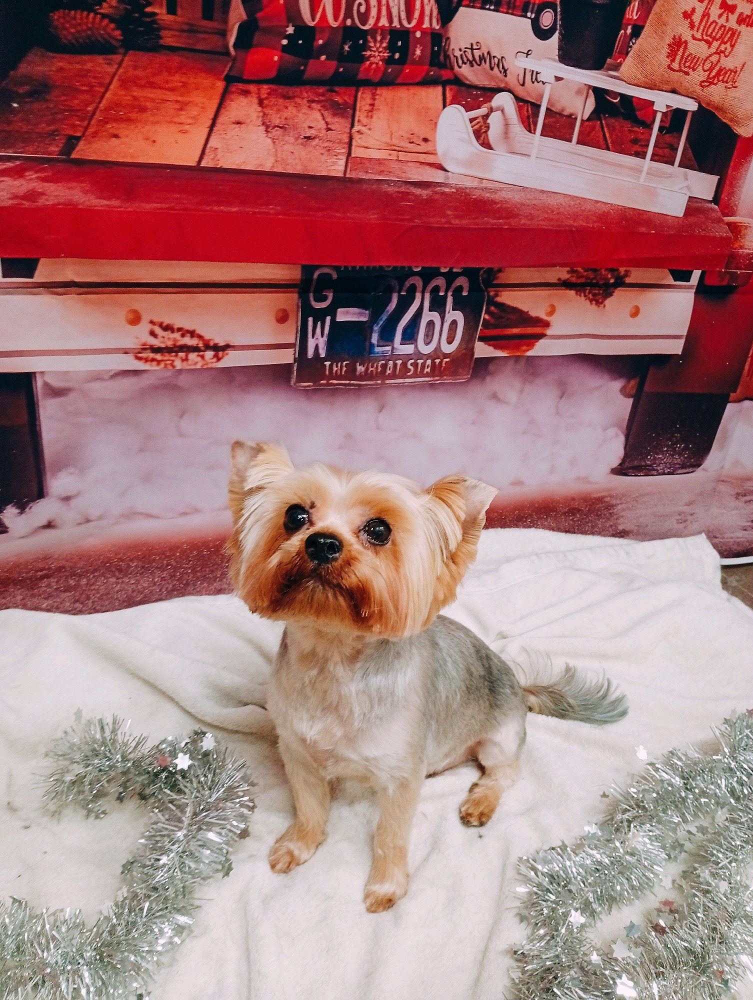 Bully kutyakozmetika/Szőrmoka kutyakozmetika galéria