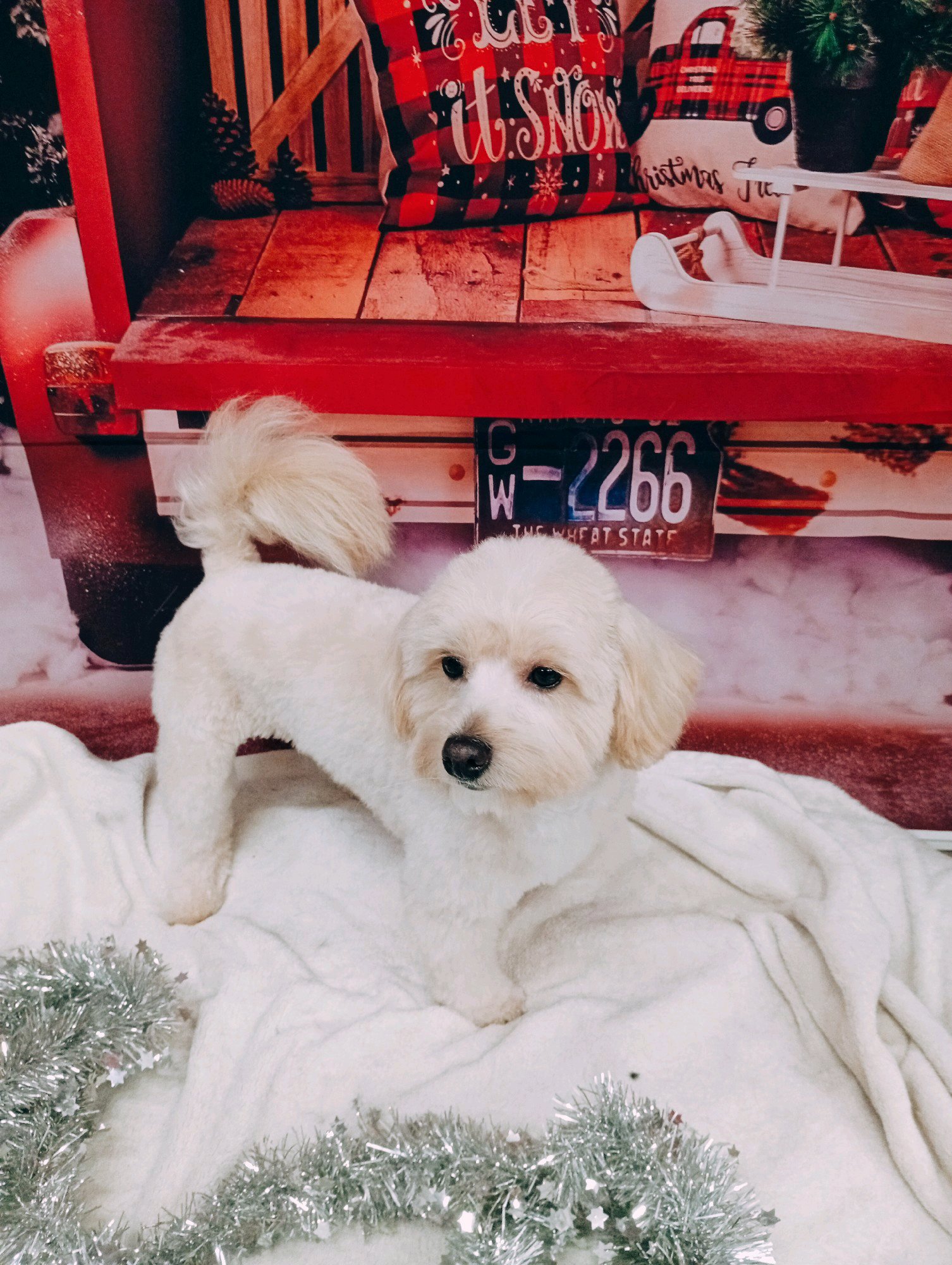 Bully kutyakozmetika/Szőrmoka kutyakozmetika galéria