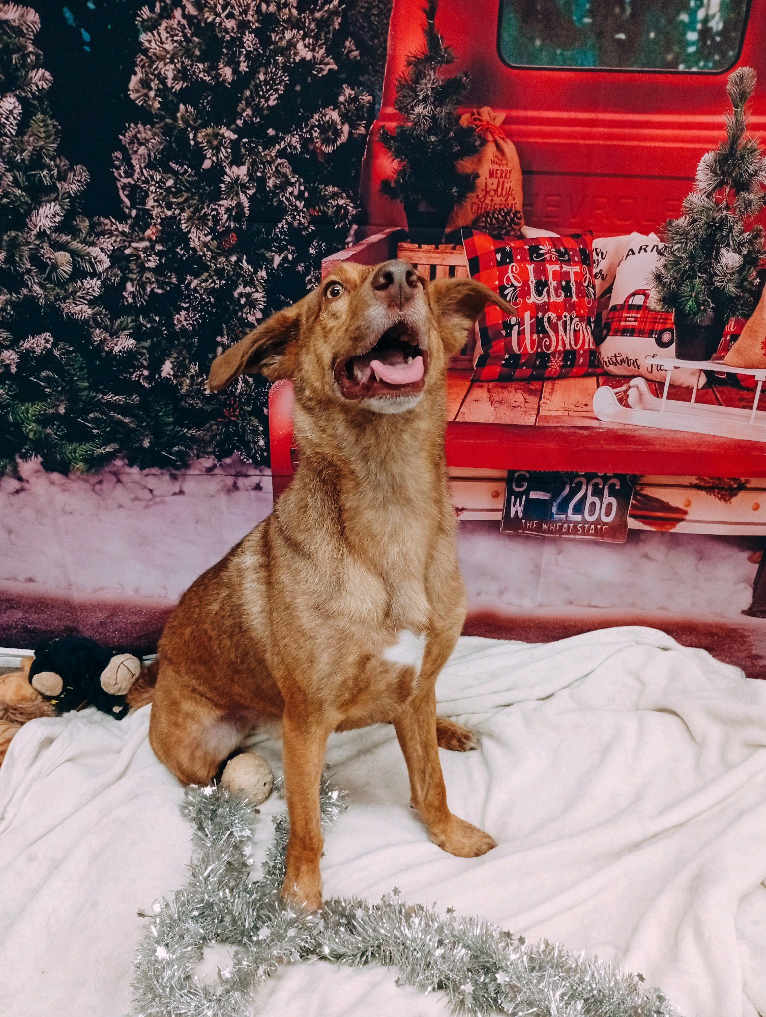 Bully kutyakozmetika/Szőrmoka kutyakozmetika galéria