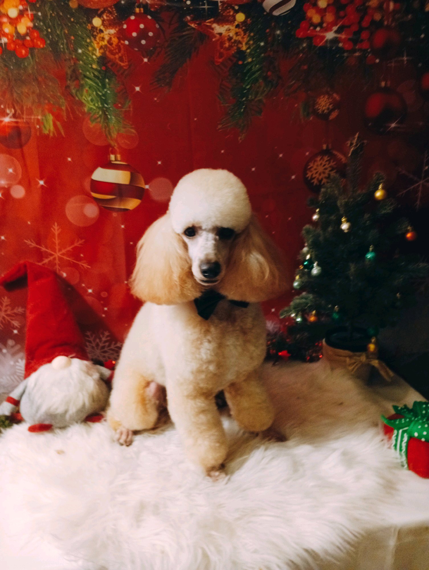 Bully kutyakozmetika/Szőrmoka kutyakozmetika galéria