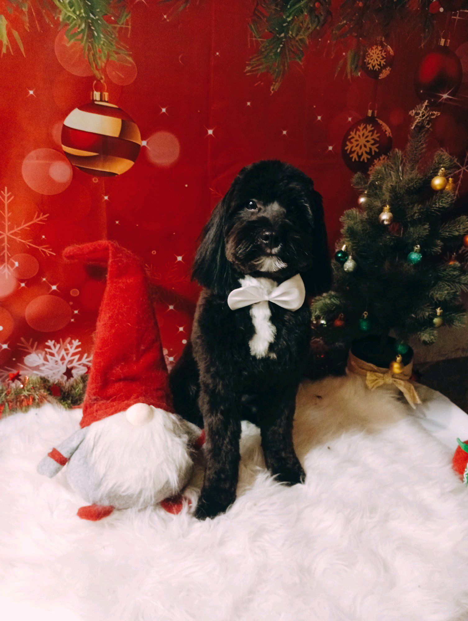 Bully kutyakozmetika/Szőrmoka kutyakozmetika galéria