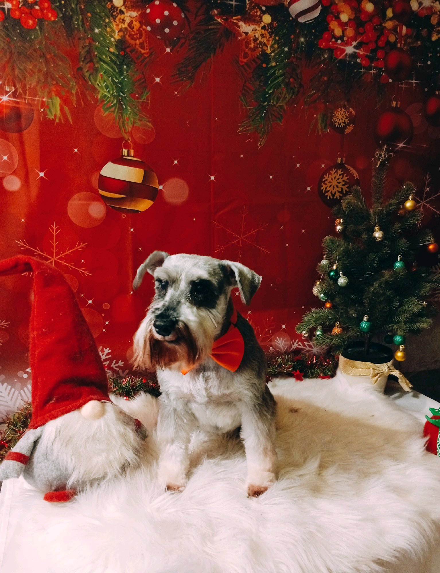 Bully kutyakozmetika/Szőrmoka kutyakozmetika galéria