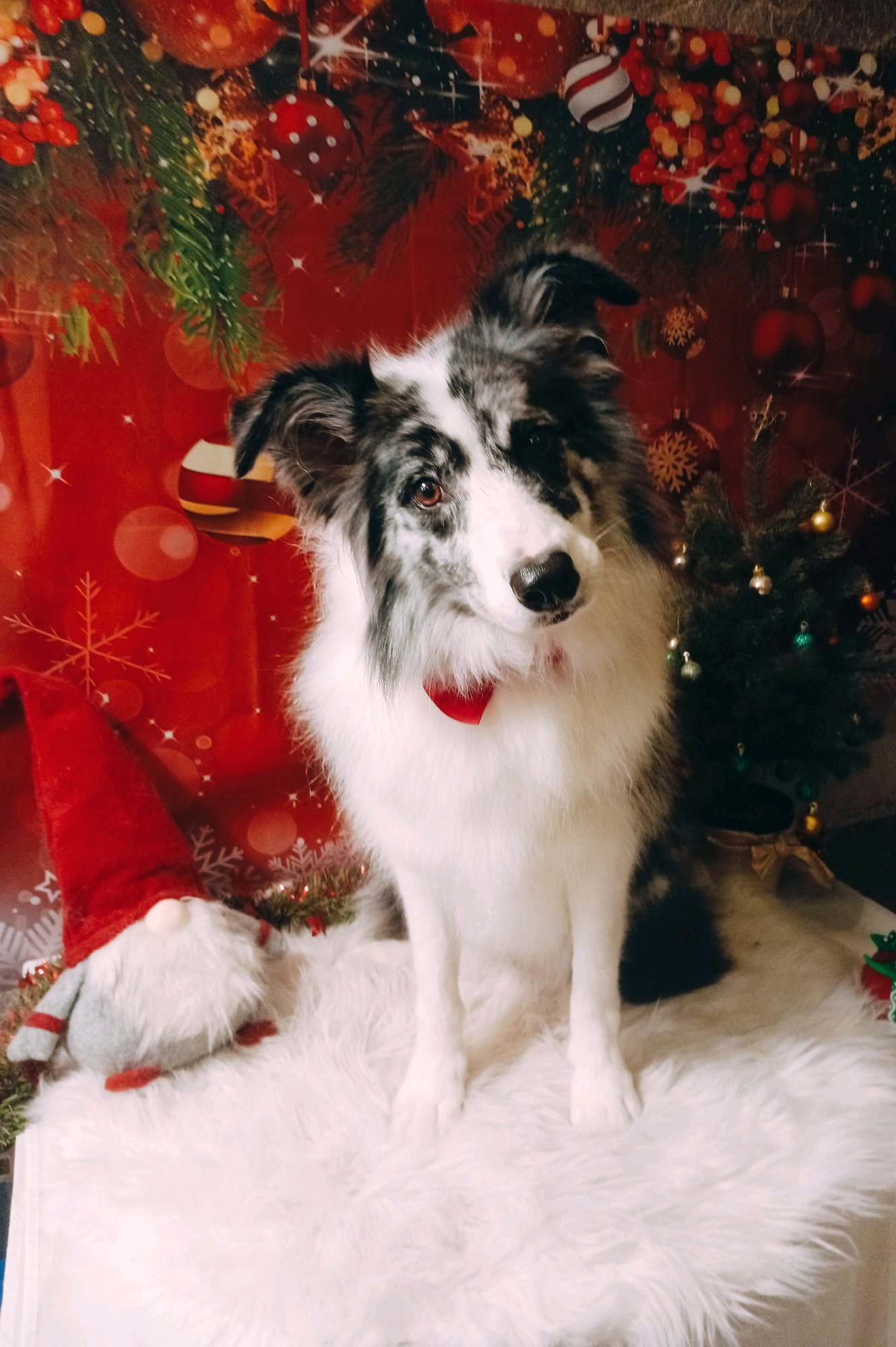 Bully kutyakozmetika/Szőrmoka kutyakozmetika galéria