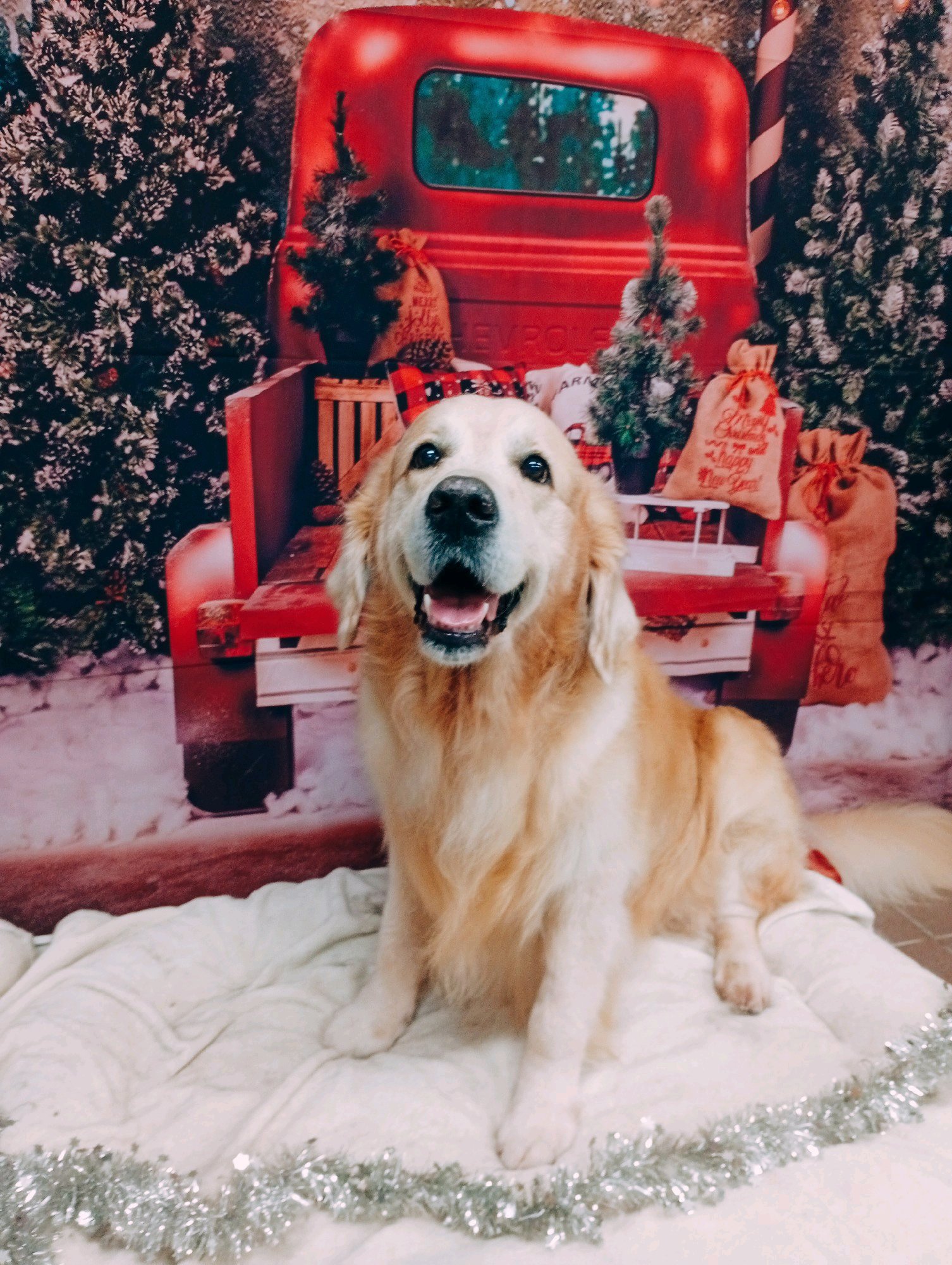 Bully kutyakozmetika/Szőrmoka kutyakozmetika galéria