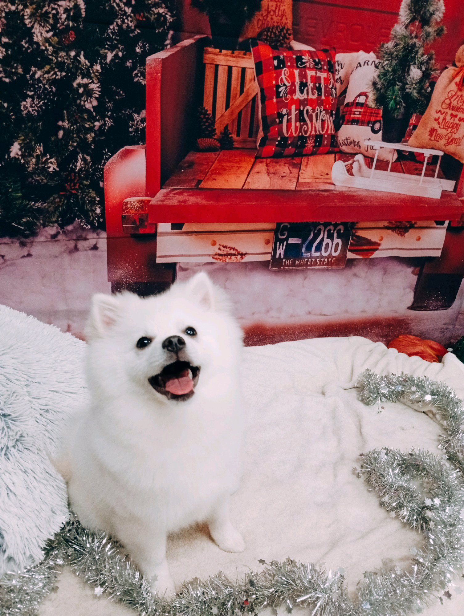 Bully kutyakozmetika/Szőrmoka kutyakozmetika galéria