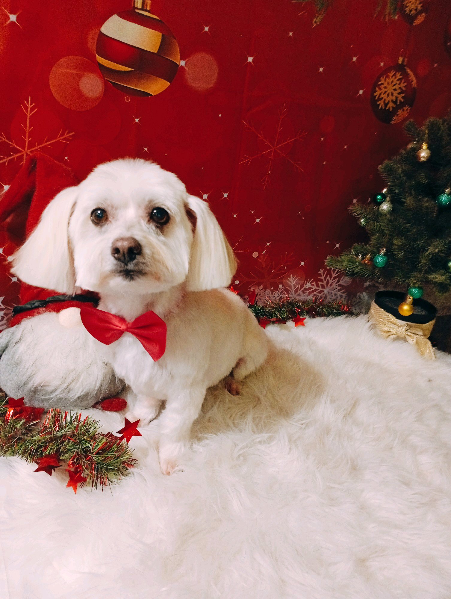 Bully kutyakozmetika/Szőrmoka kutyakozmetika galéria