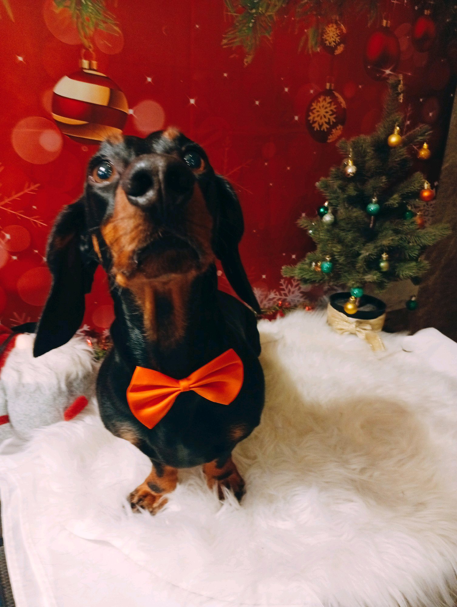 Bully kutyakozmetika/Szőrmoka kutyakozmetika galéria