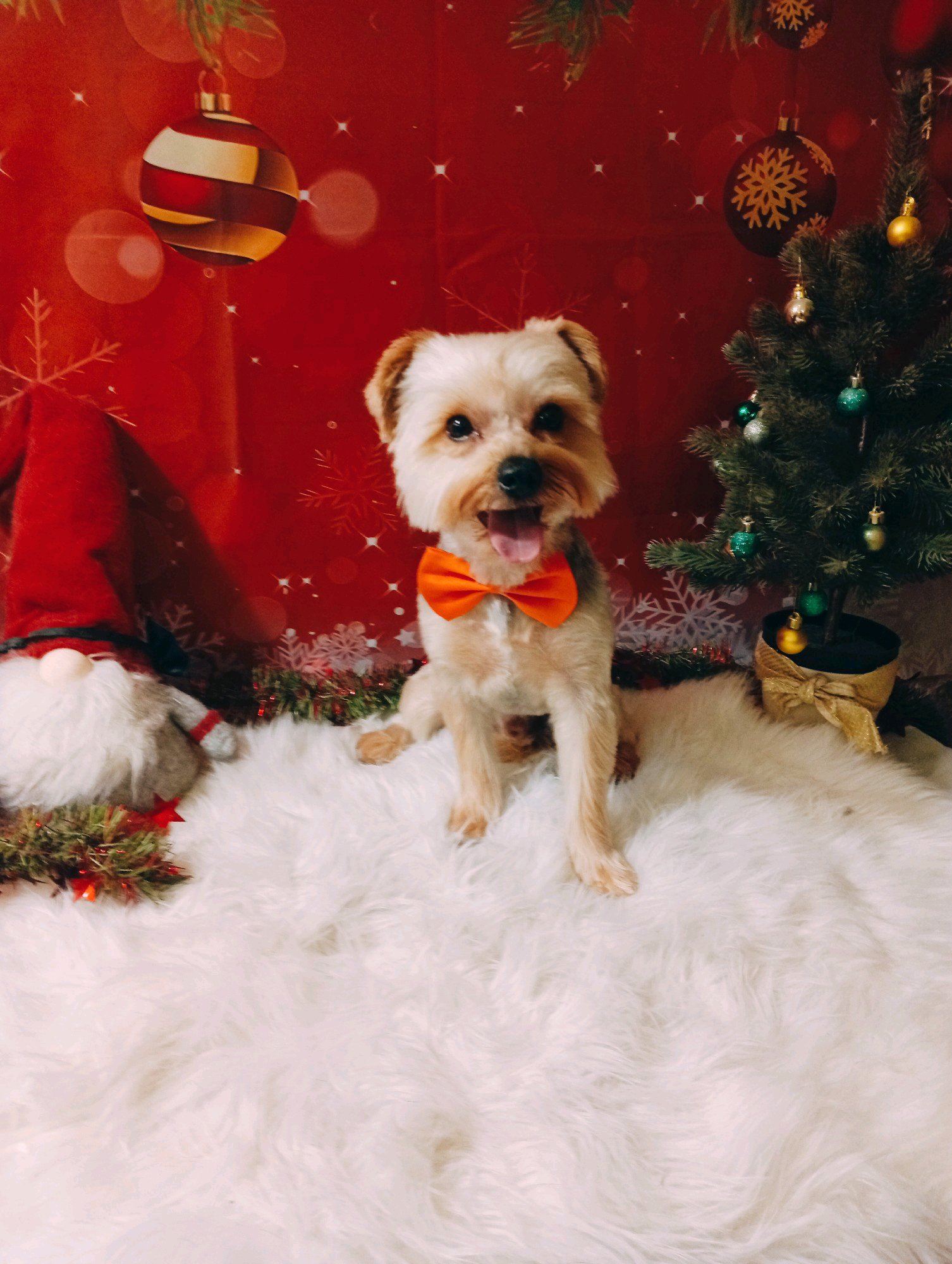 Bully kutyakozmetika/Szőrmoka kutyakozmetika galéria