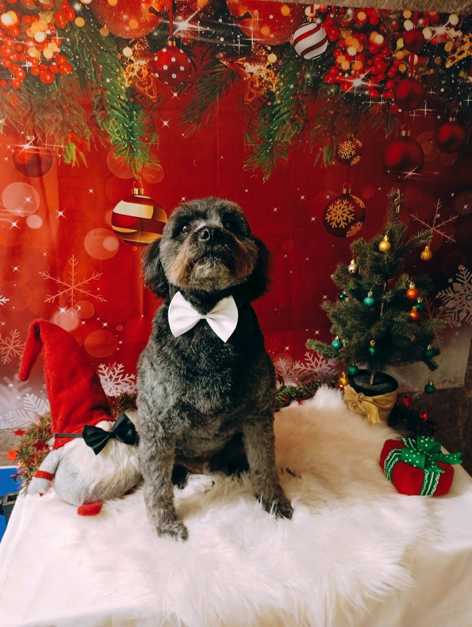 Bully kutyakozmetika/Szőrmoka kutyakozmetika galéria