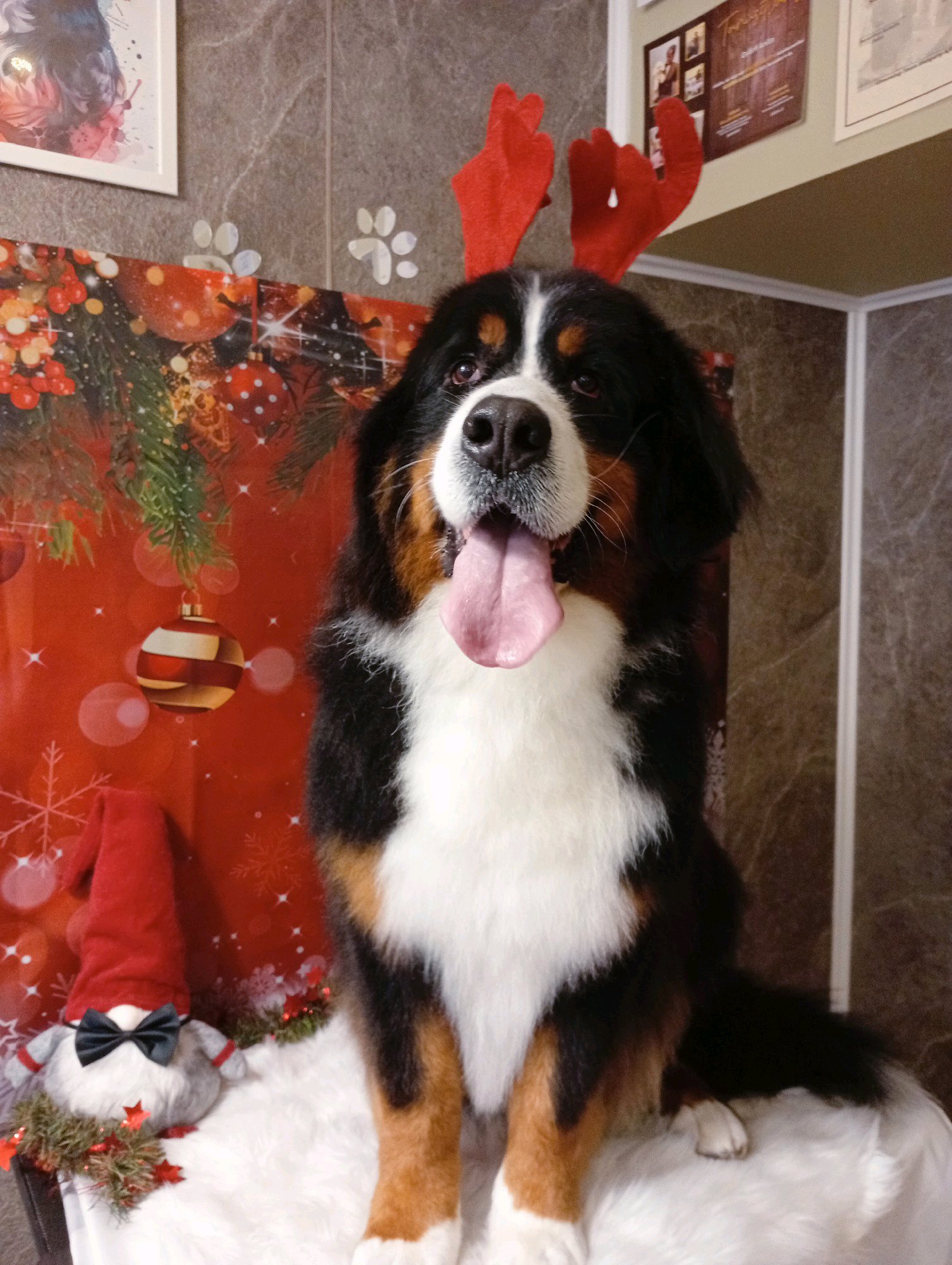 Bully kutyakozmetika/Szőrmoka kutyakozmetika galéria