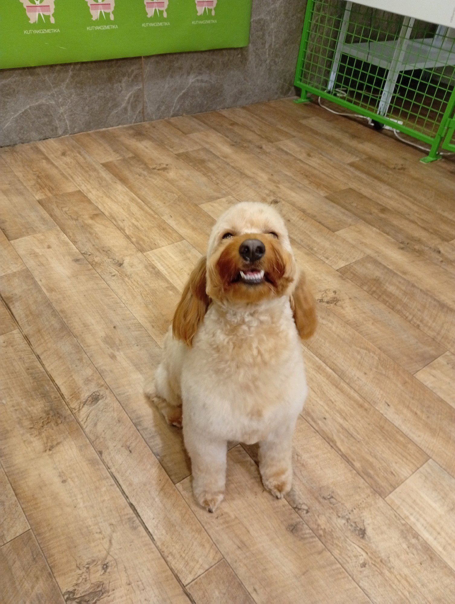 Bully kutyakozmetika/Szőrmoka kutyakozmetika galéria