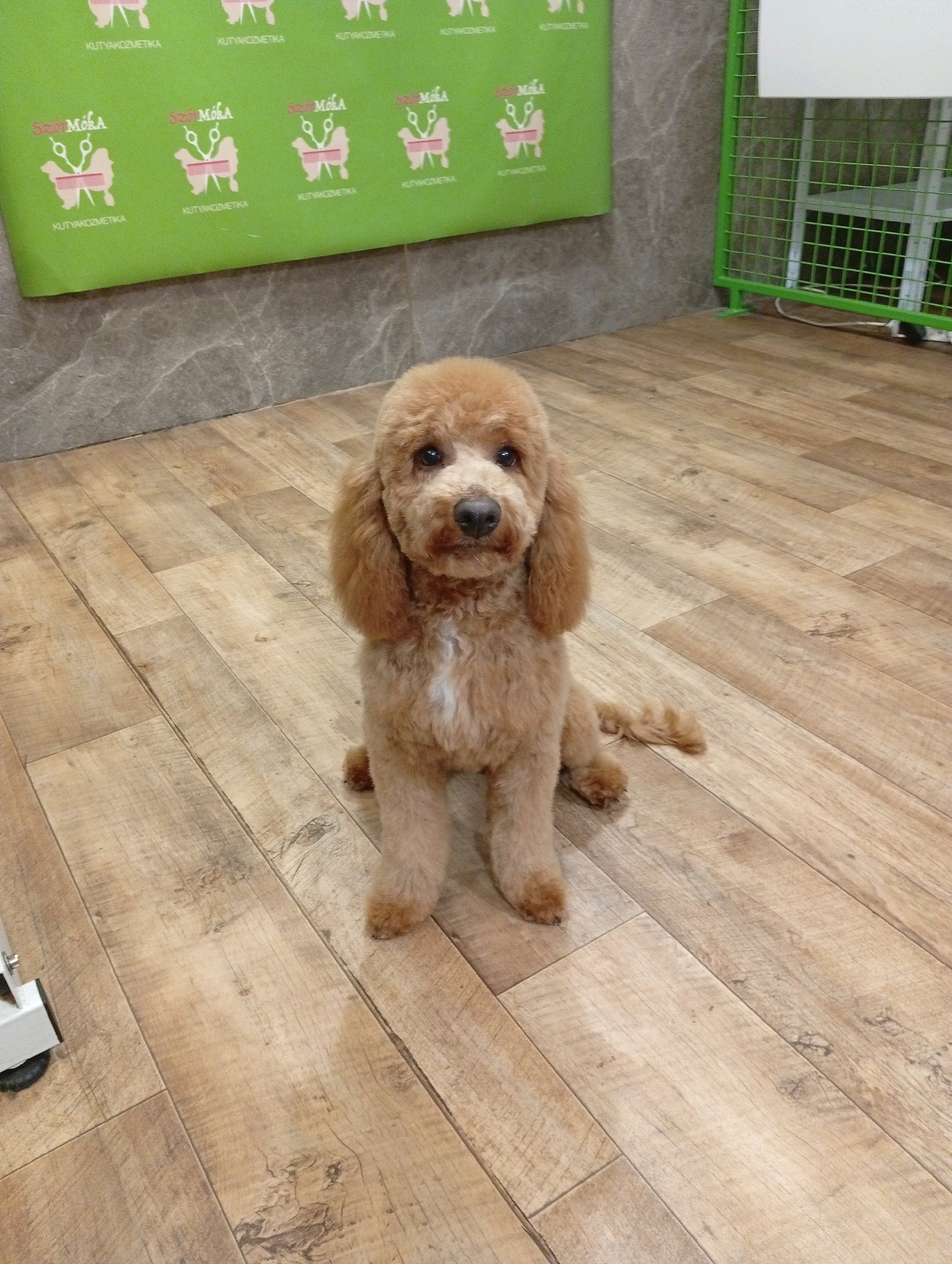 Bully kutyakozmetika/Szőrmoka kutyakozmetika galéria