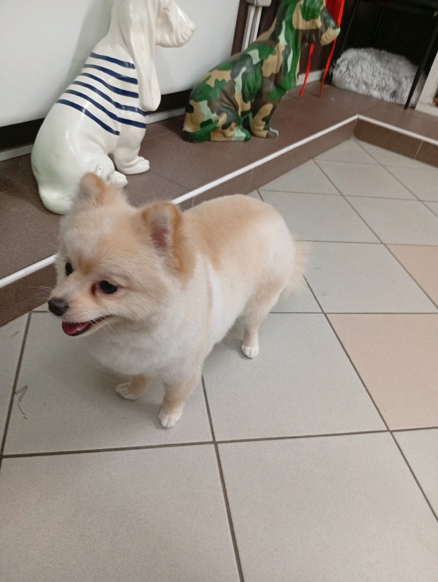 Bully kutyakozmetika/Szőrmoka kutyakozmetika galéria