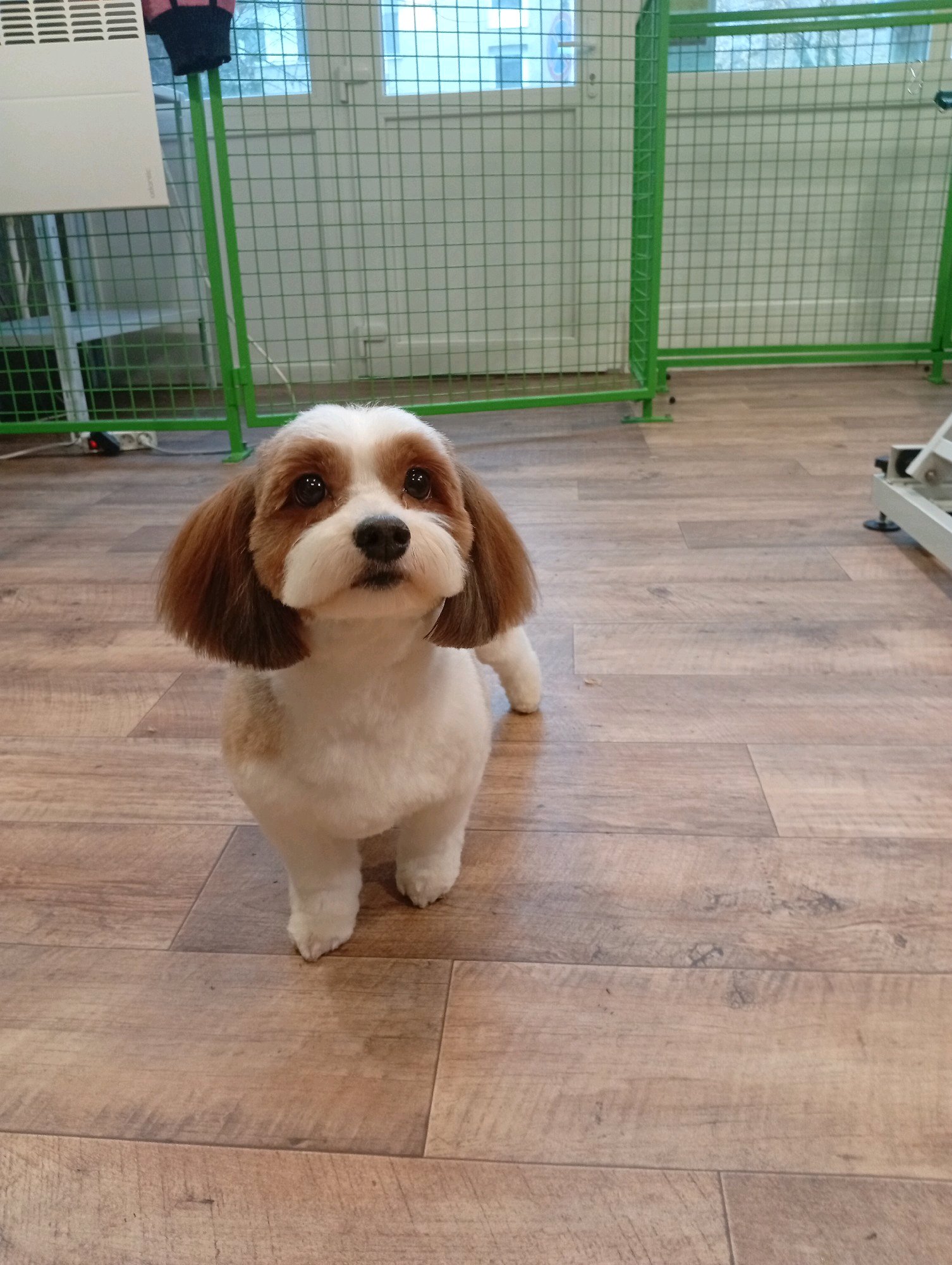 Bully kutyakozmetika/Szőrmoka kutyakozmetika galéria