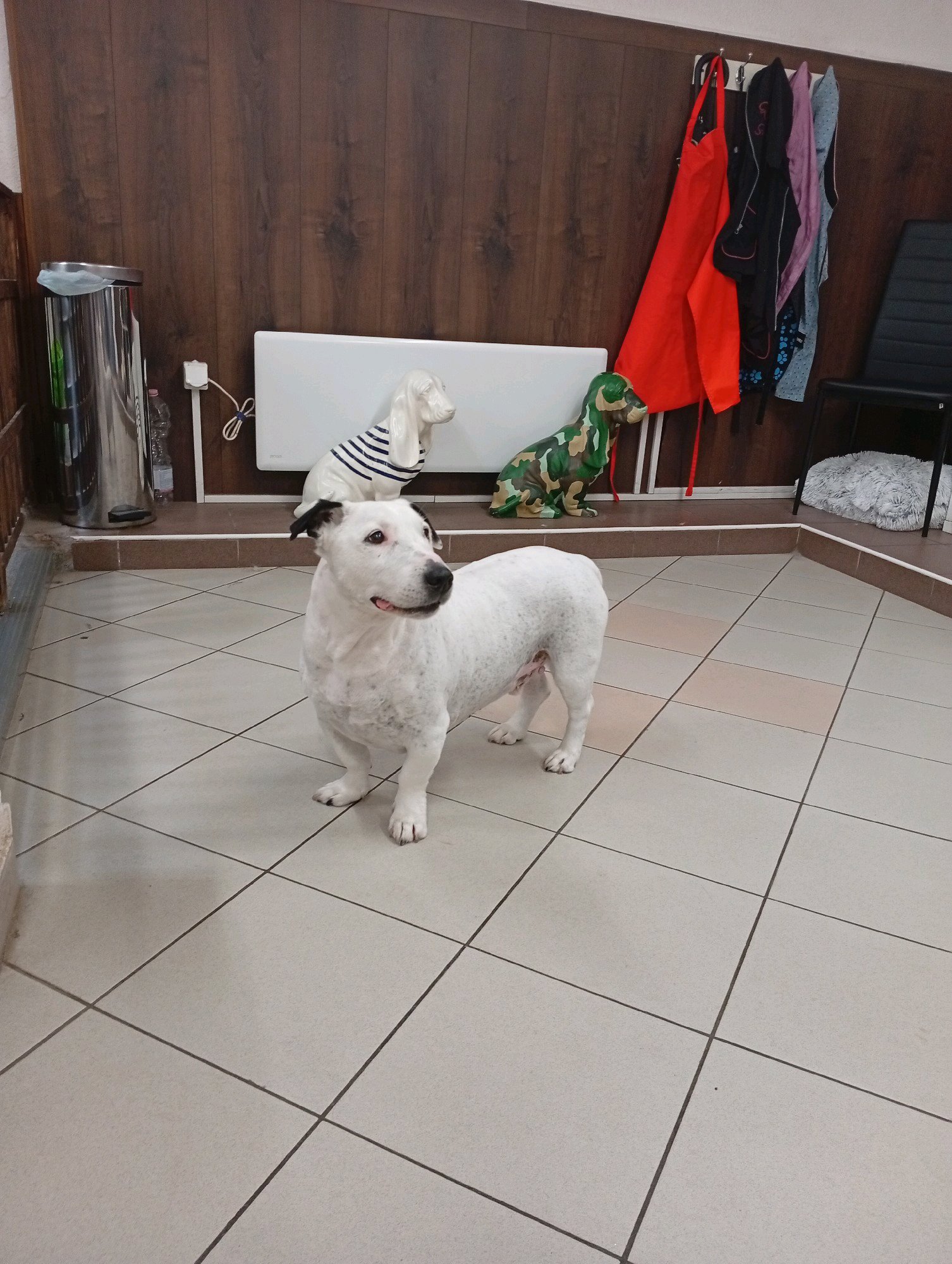 Bully kutyakozmetika/Szőrmoka kutyakozmetika galéria