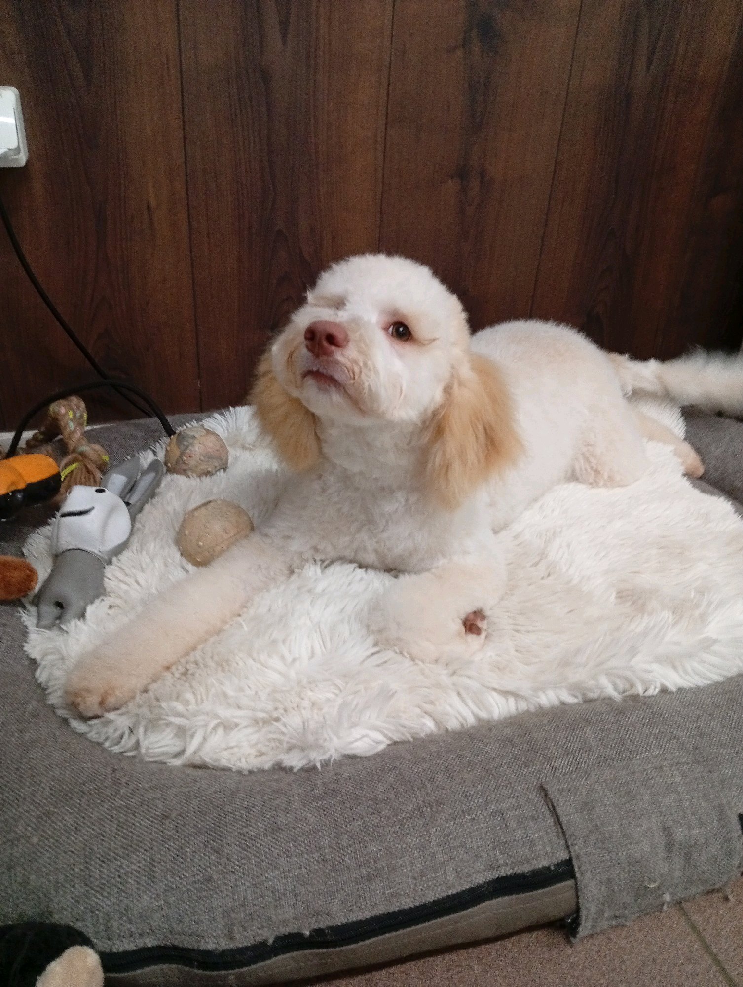 Bully kutyakozmetika/Szőrmoka kutyakozmetika galéria