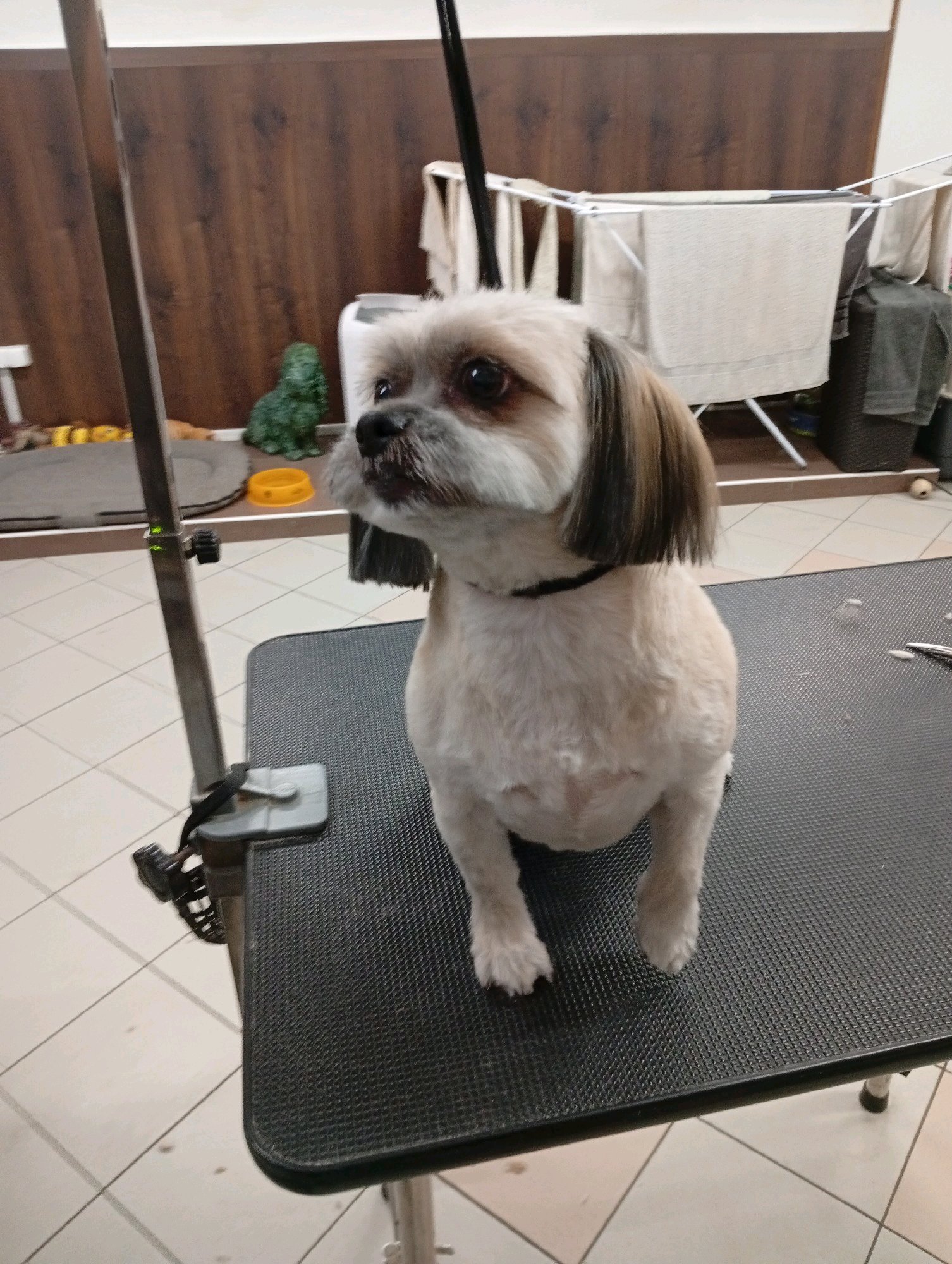 Bully kutyakozmetika/Szőrmoka kutyakozmetika galéria