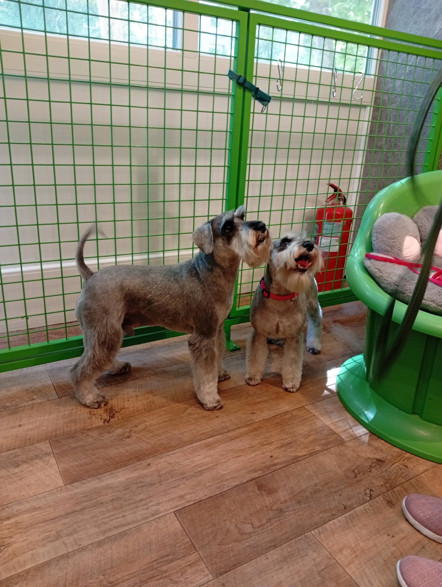 Bully kutyakozmetika/Szőrmoka kutyakozmetika galéria