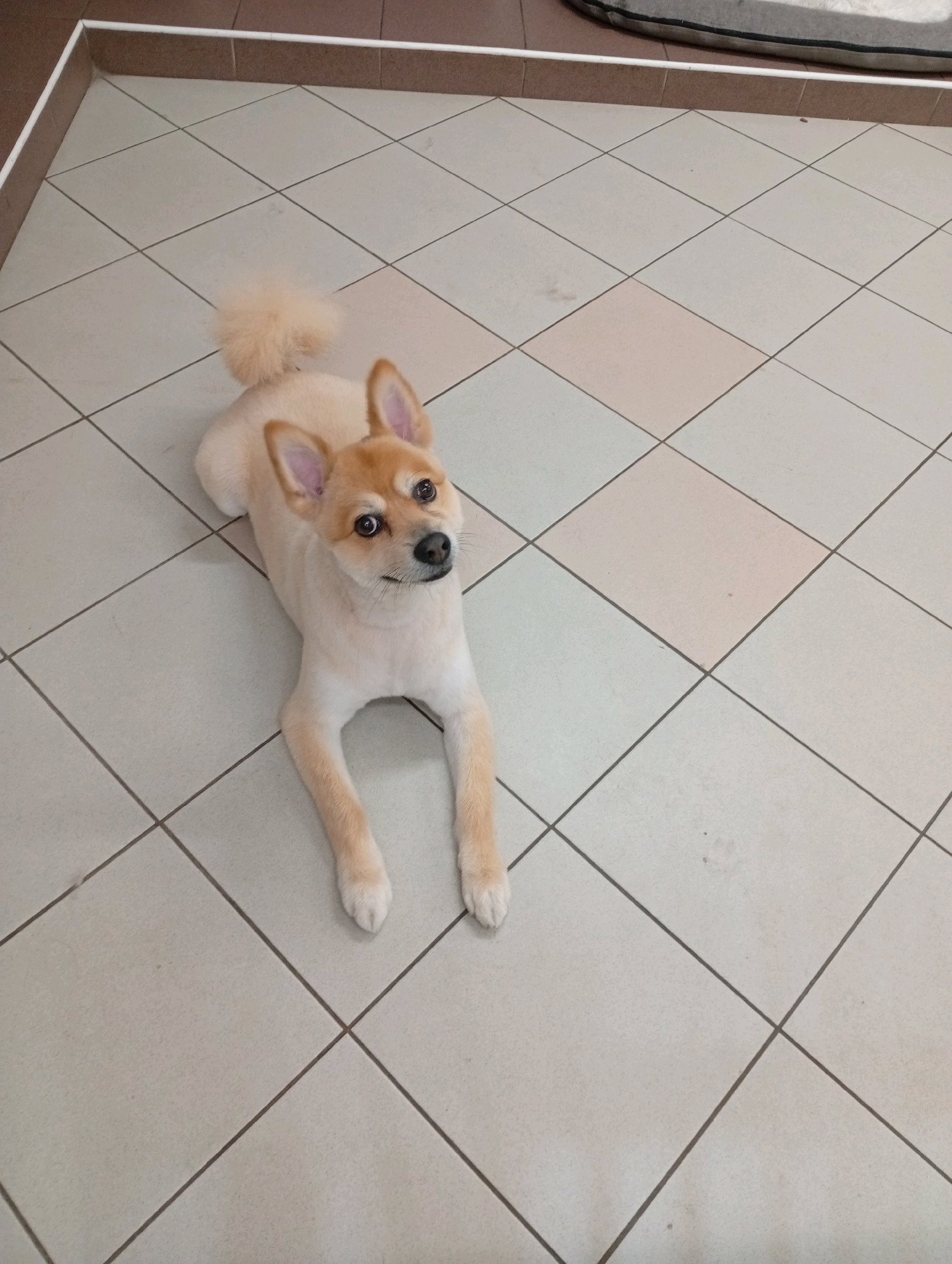 Bully kutyakozmetika/Szőrmoka kutyakozmetika galéria