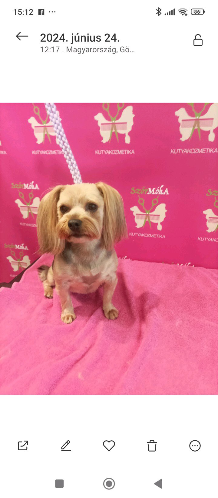 Bully kutyakozmetika/Szőrmoka kutyakozmetika galéria