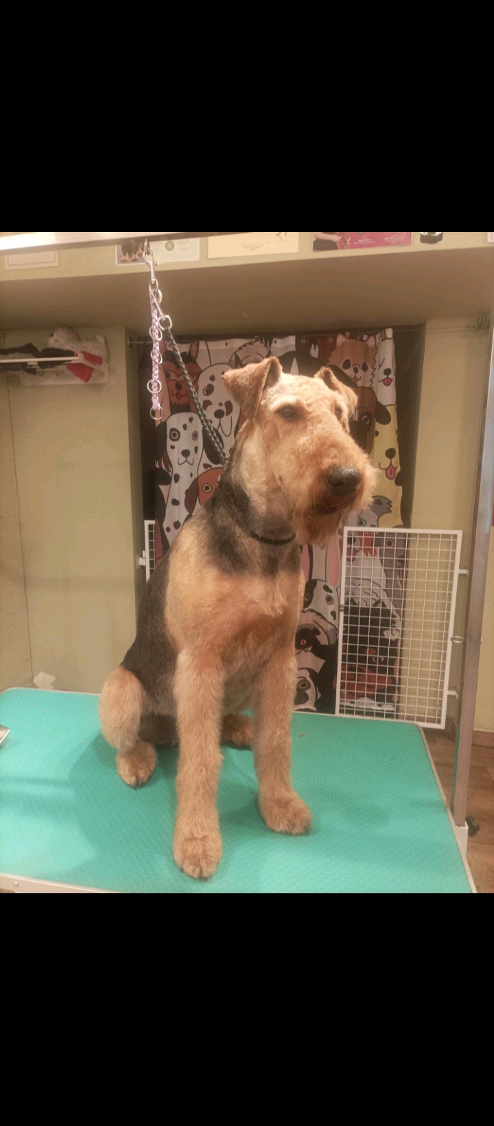 Bully kutyakozmetika/Szőrmoka kutyakozmetika galéria