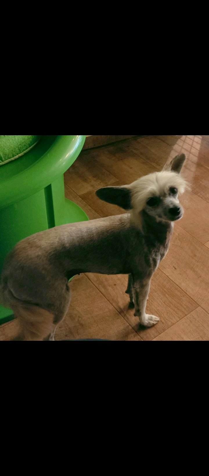 Bully kutyakozmetika/Szőrmoka kutyakozmetika galéria