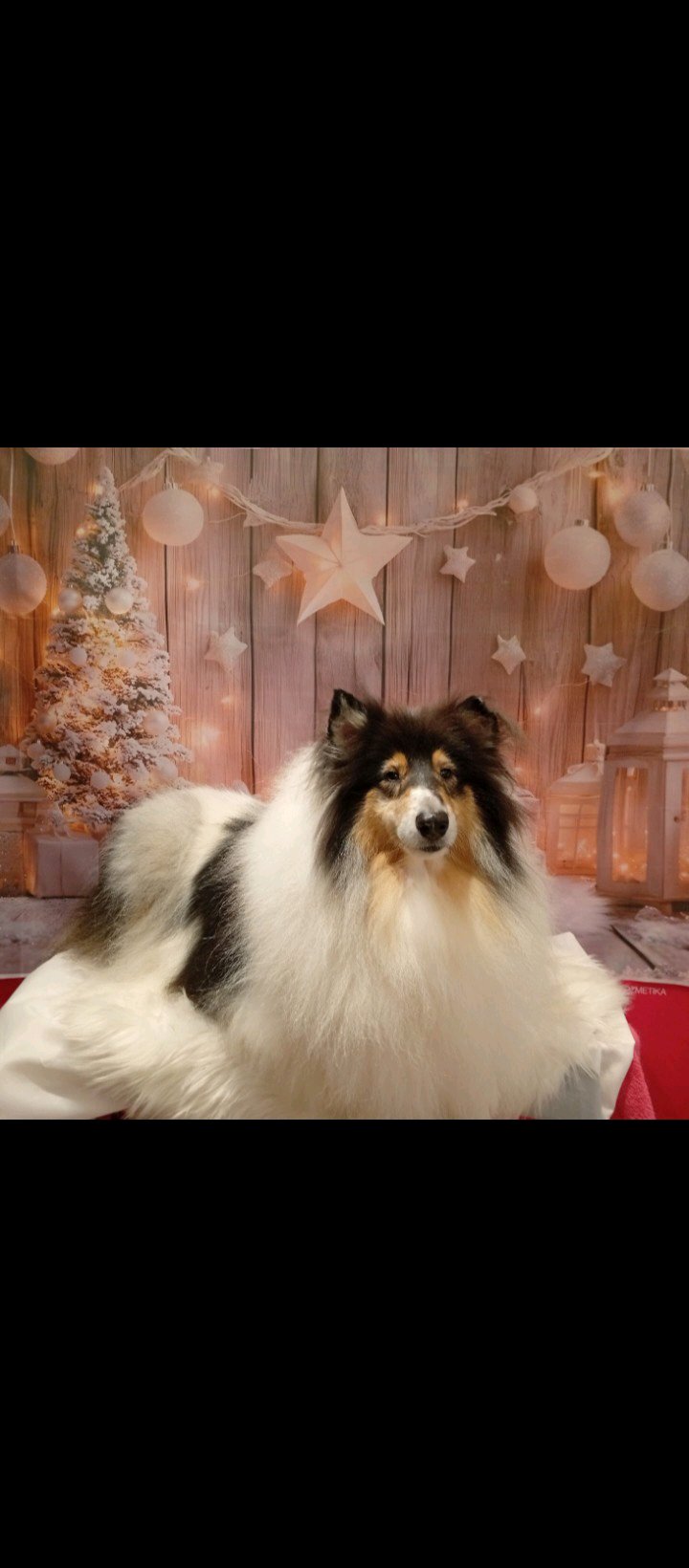 Bully kutyakozmetika/Szőrmoka kutyakozmetika galéria