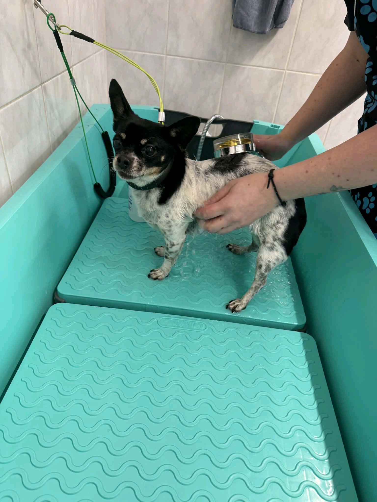 Főnix kutyakozmetika galéria