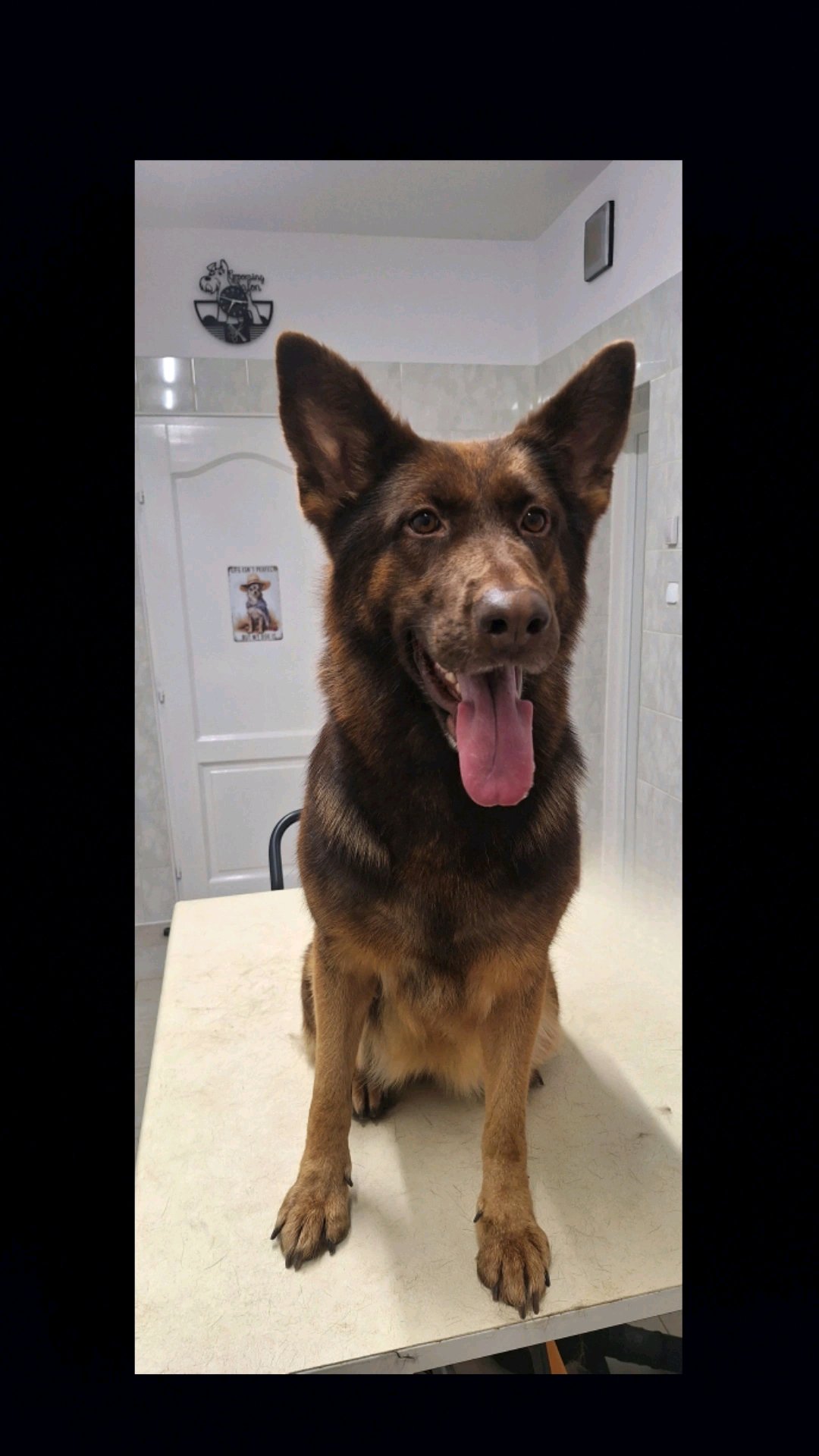 Főnix kutyakozmetika galéria