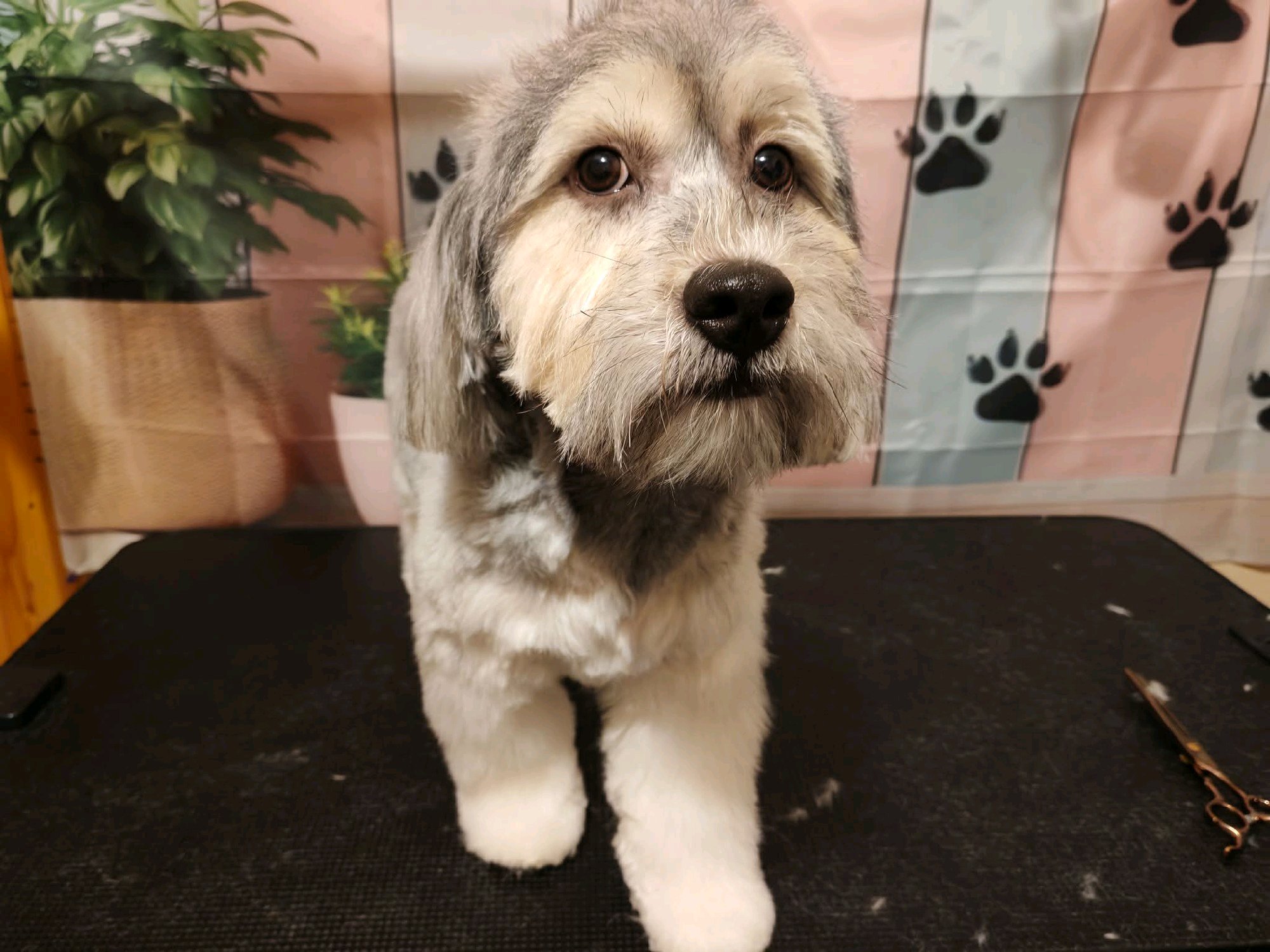 Black Diamond Grooming galéria