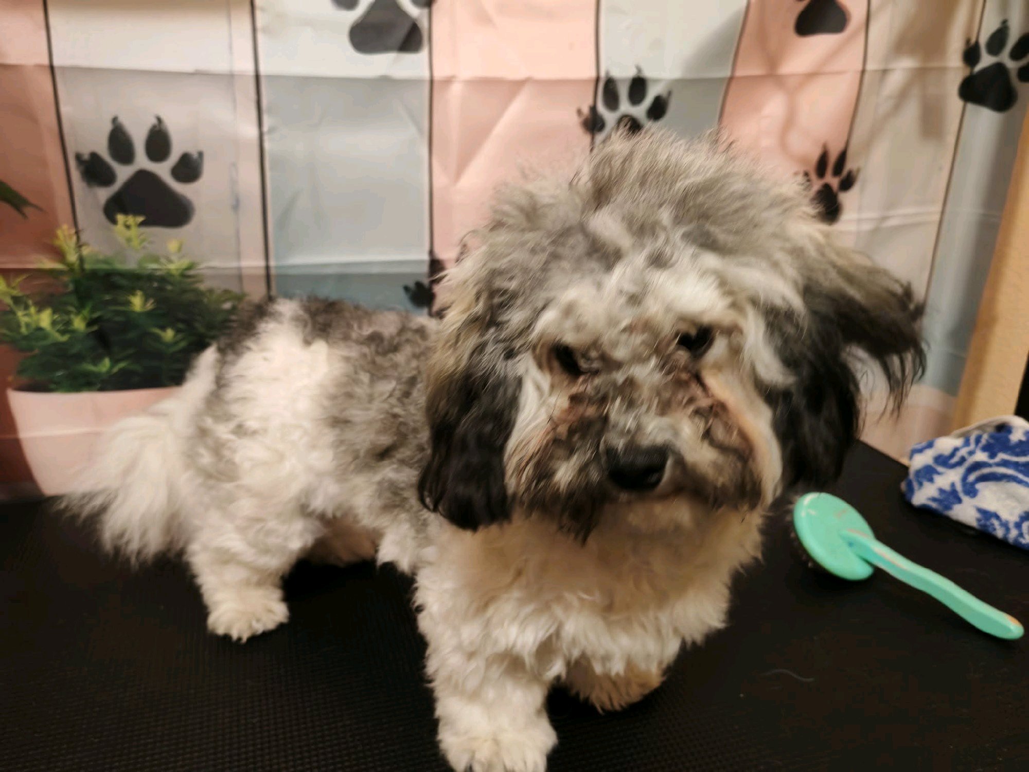 Black Diamond Grooming galéria