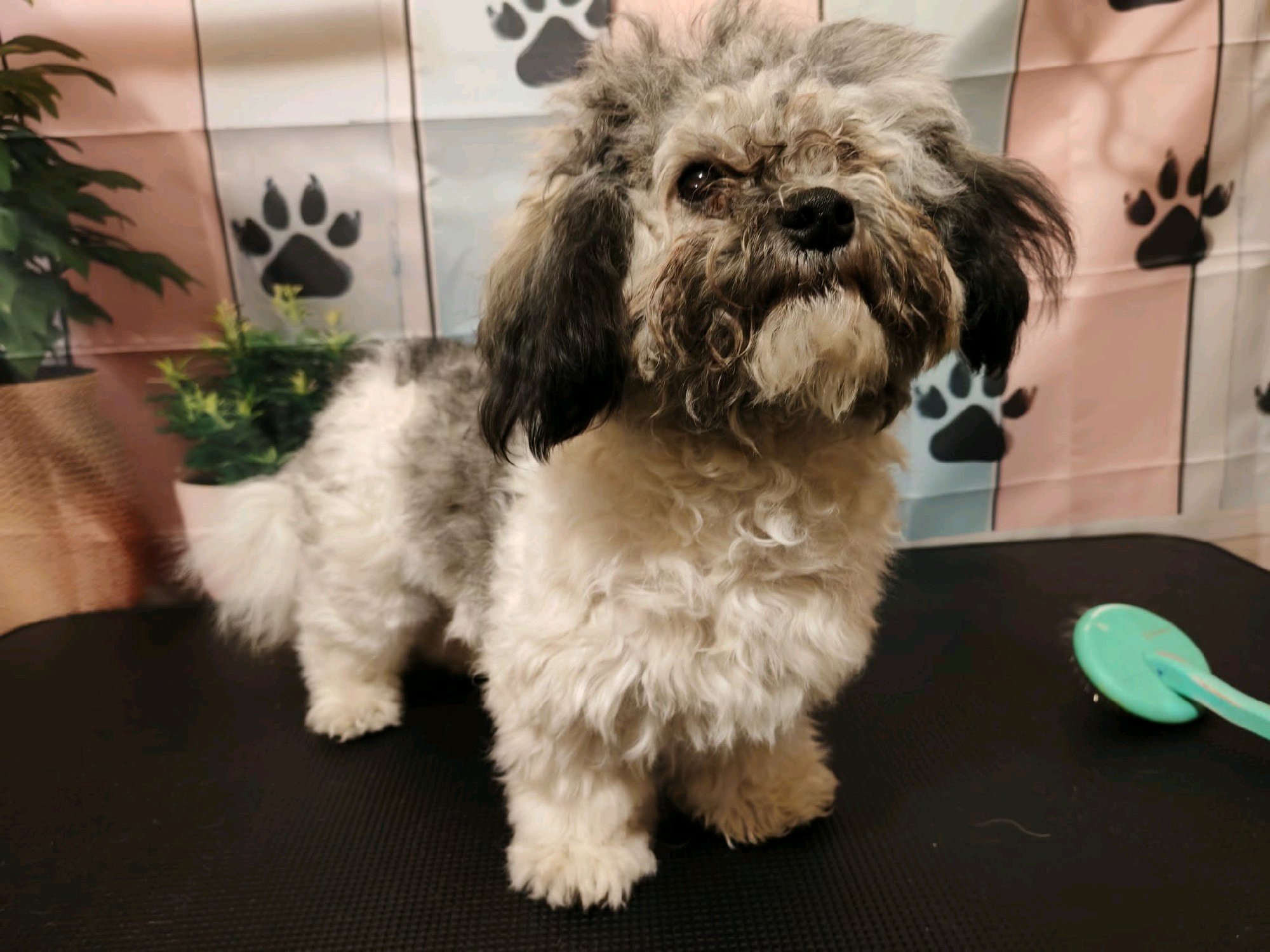 Black Diamond Grooming galéria