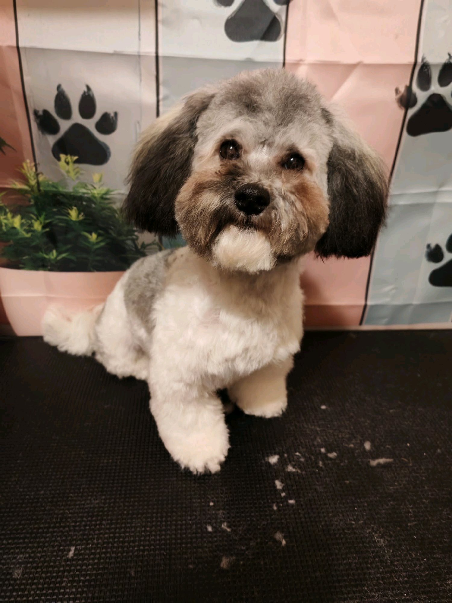 Black Diamond Grooming galéria