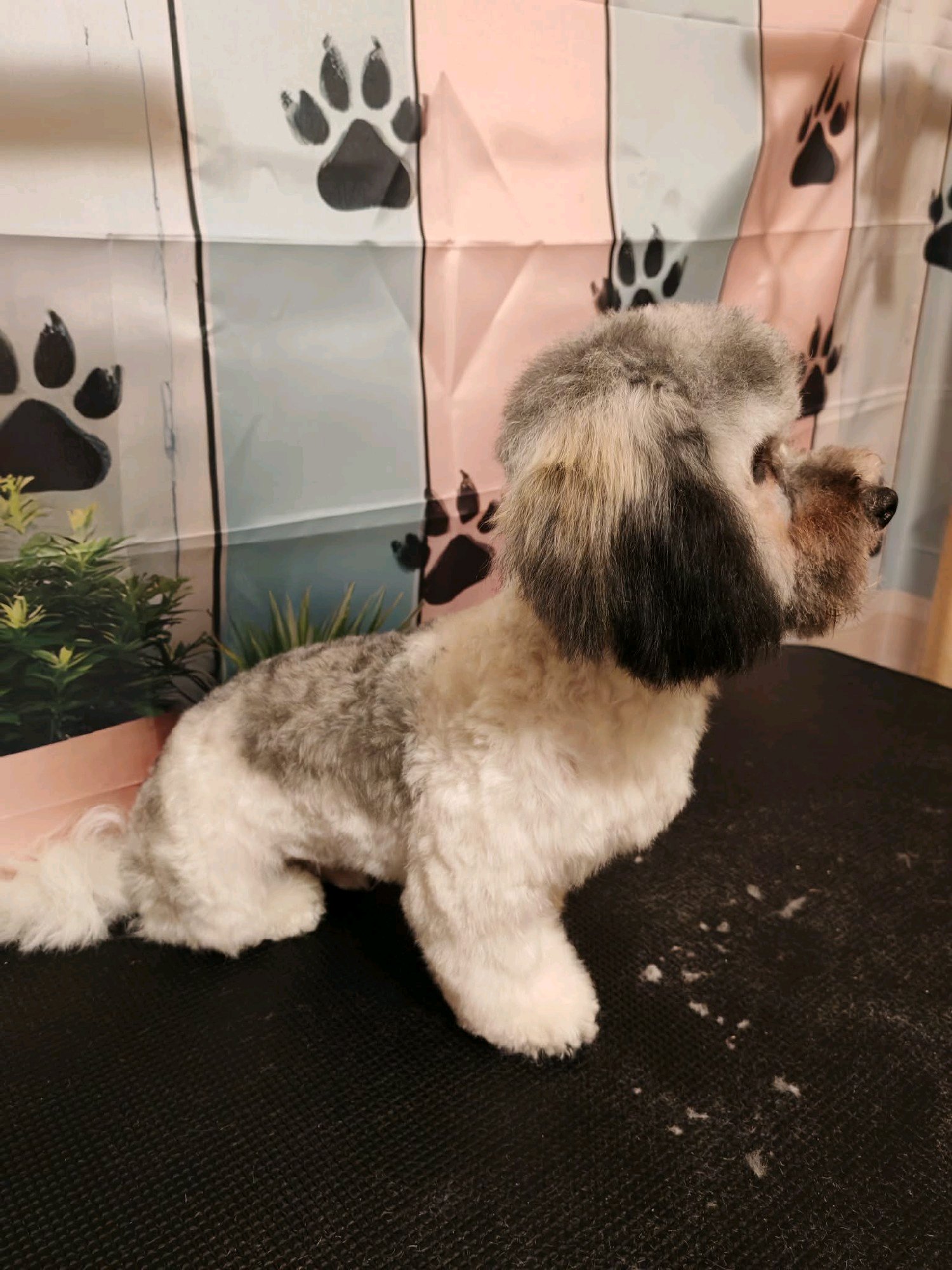 Black Diamond Grooming galéria