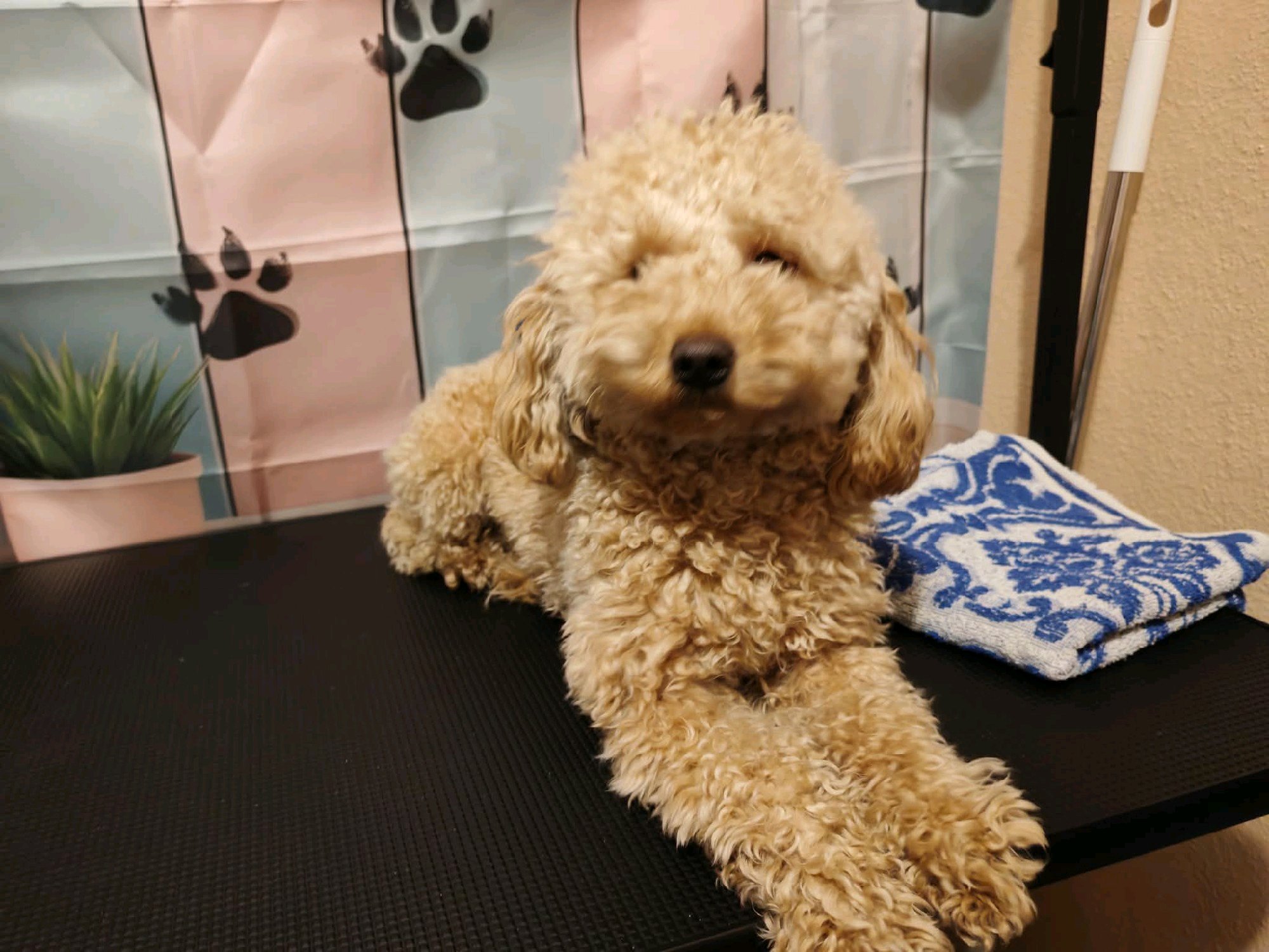 Black Diamond Grooming galéria