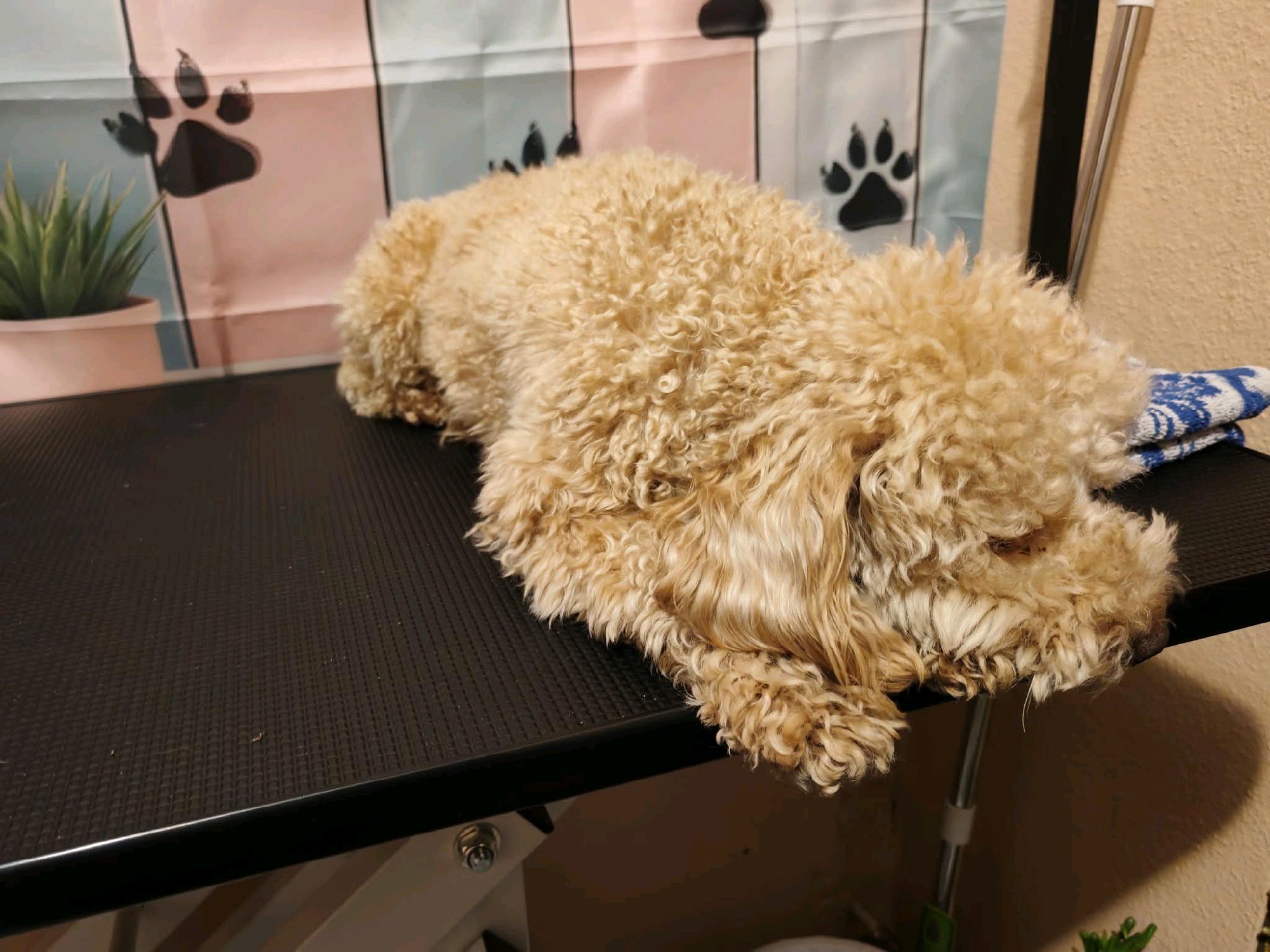 Black Diamond Grooming galéria