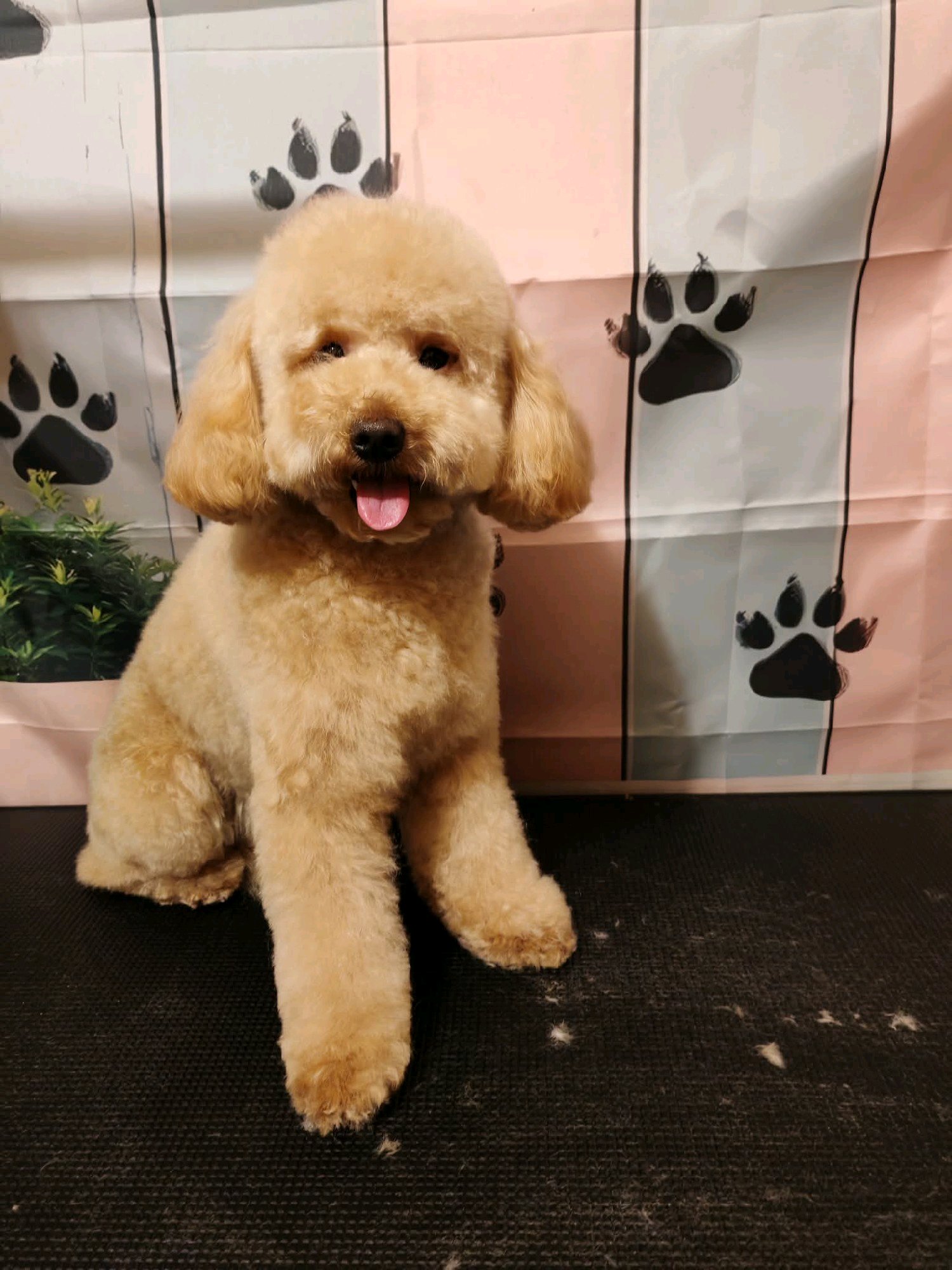 Black Diamond Grooming galéria