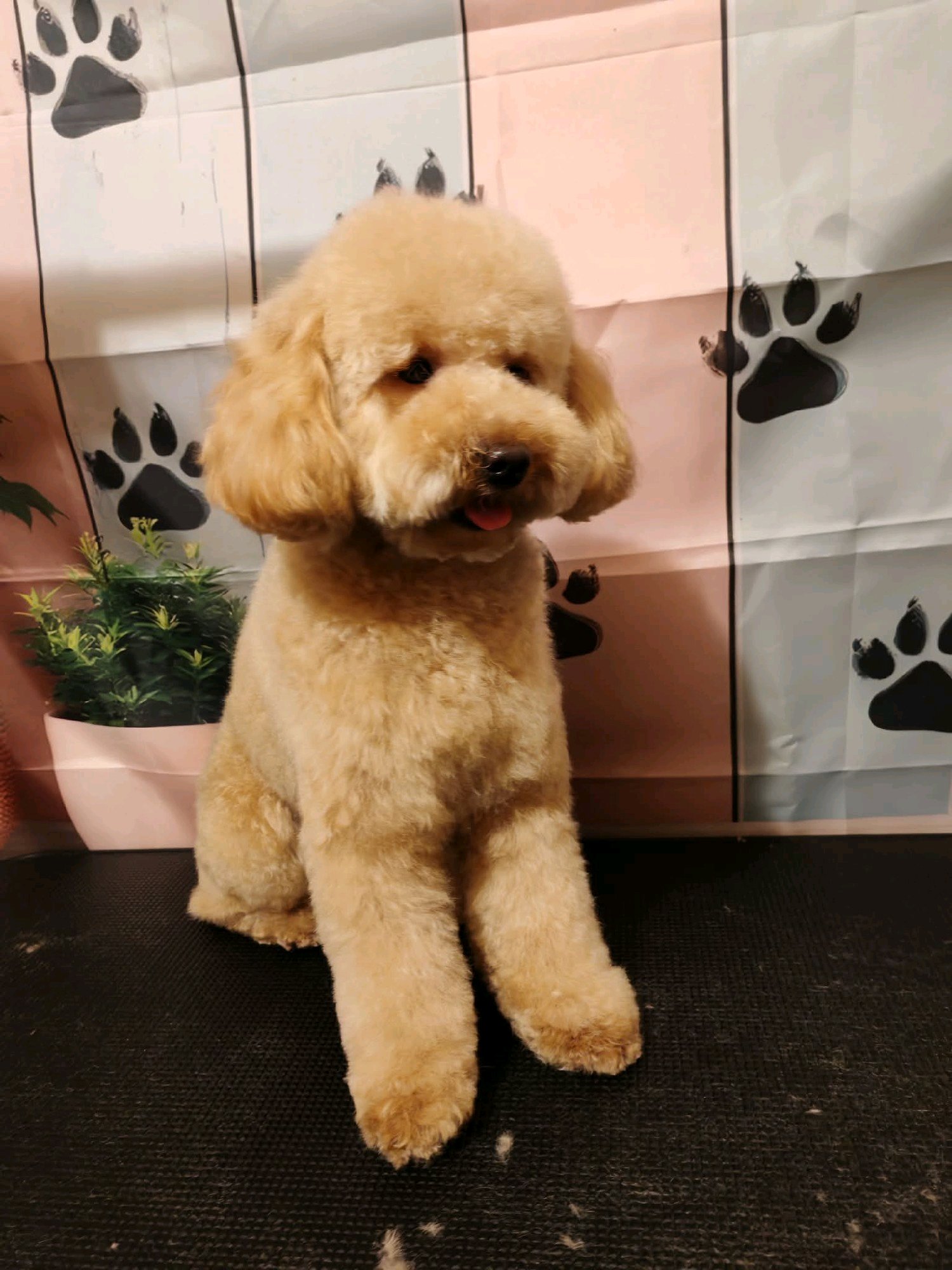 Black Diamond Grooming galéria