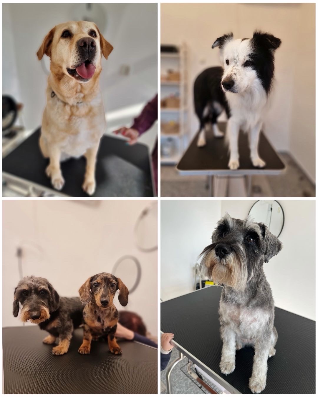 Luca kutyakozmetikája