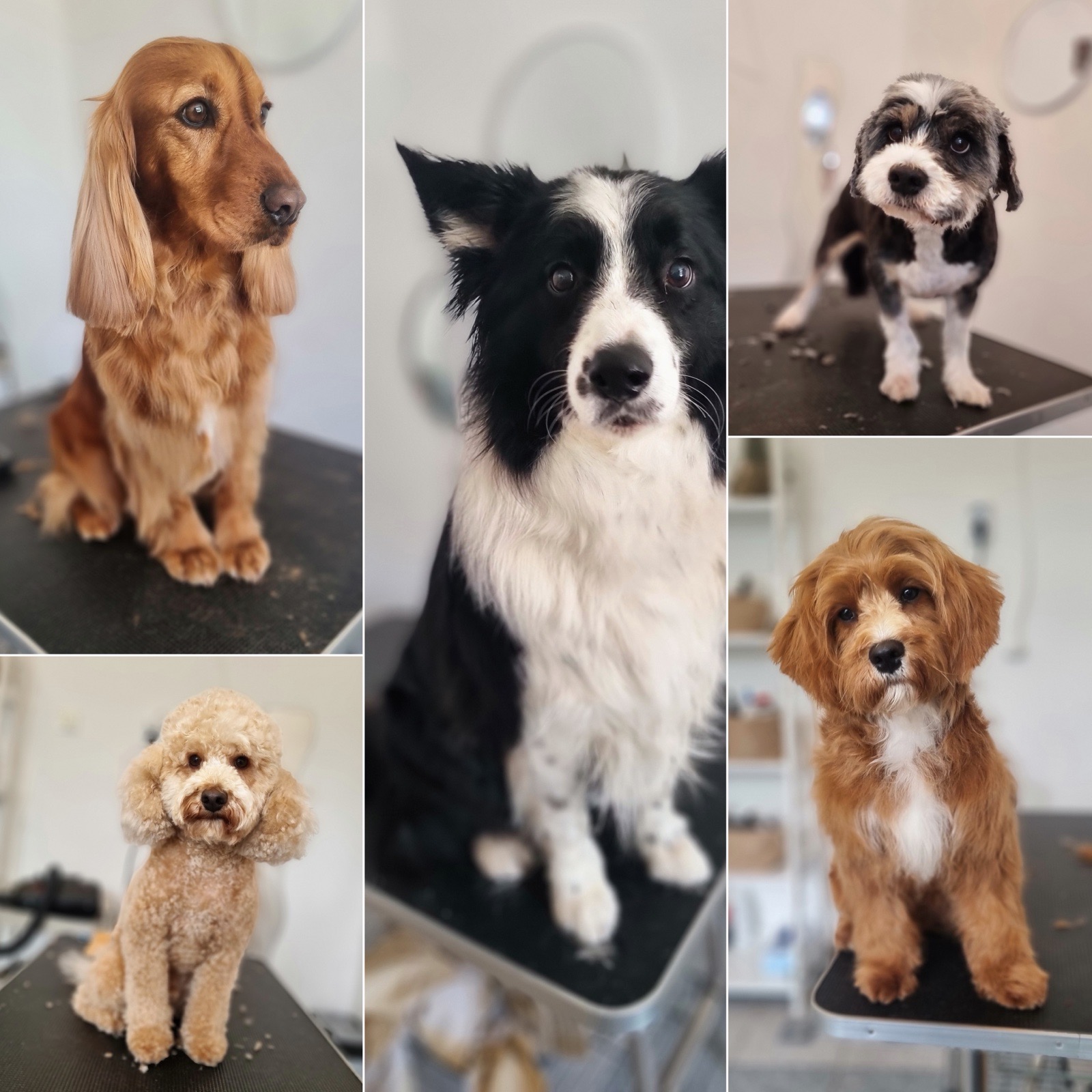 Luca kutyakozmetikája galéria