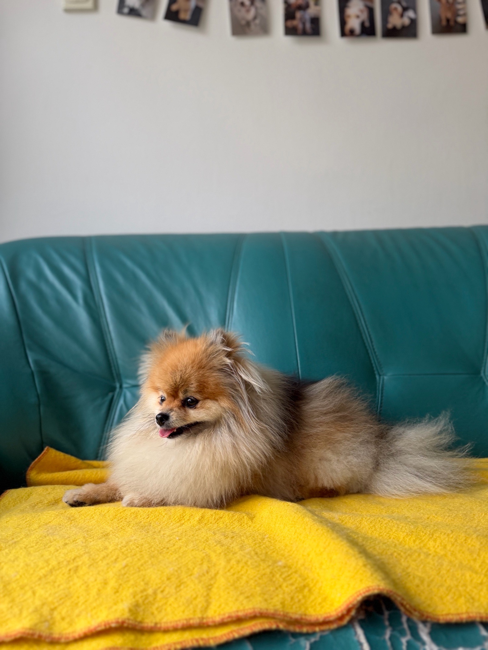 Luca kutyakozmetikája galéria