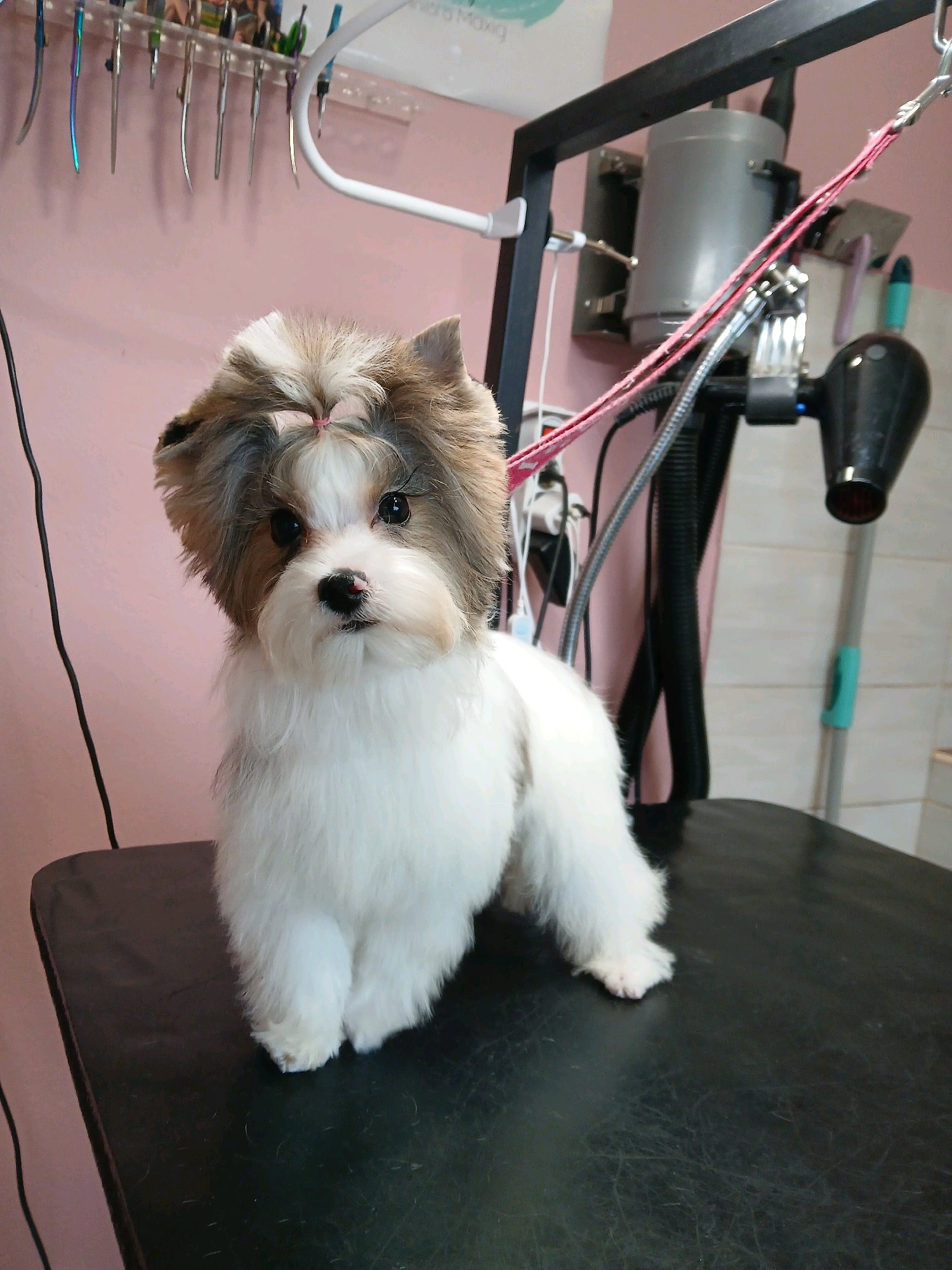 Mini Kutyakozmetika Debrecen galéria