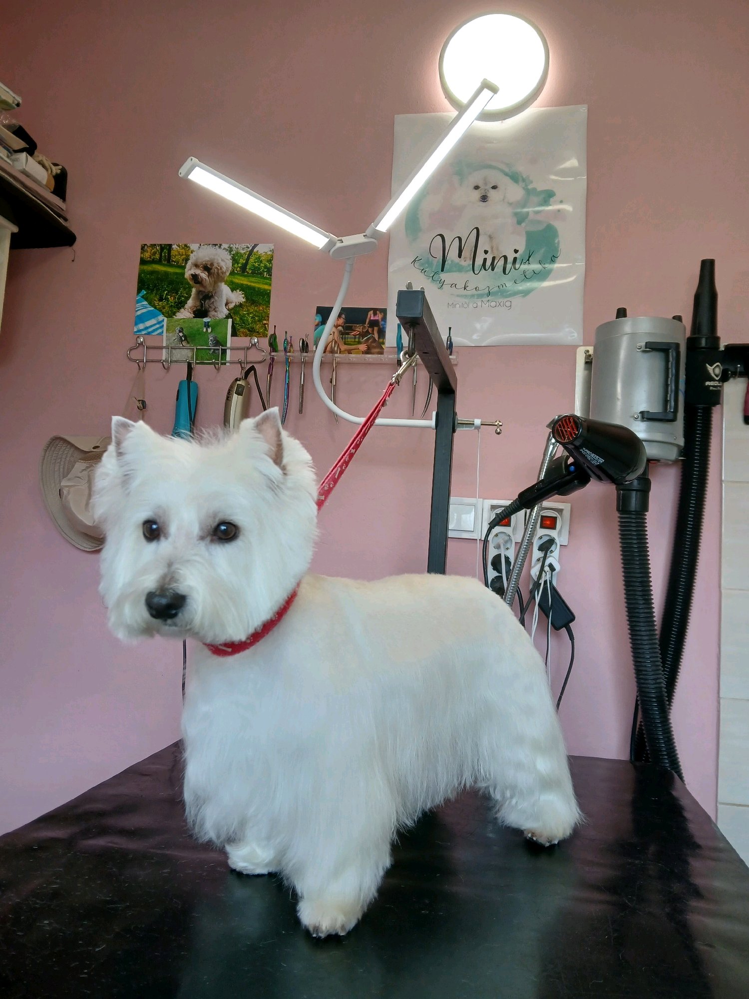 Mini Kutyakozmetika Debrecen galéria