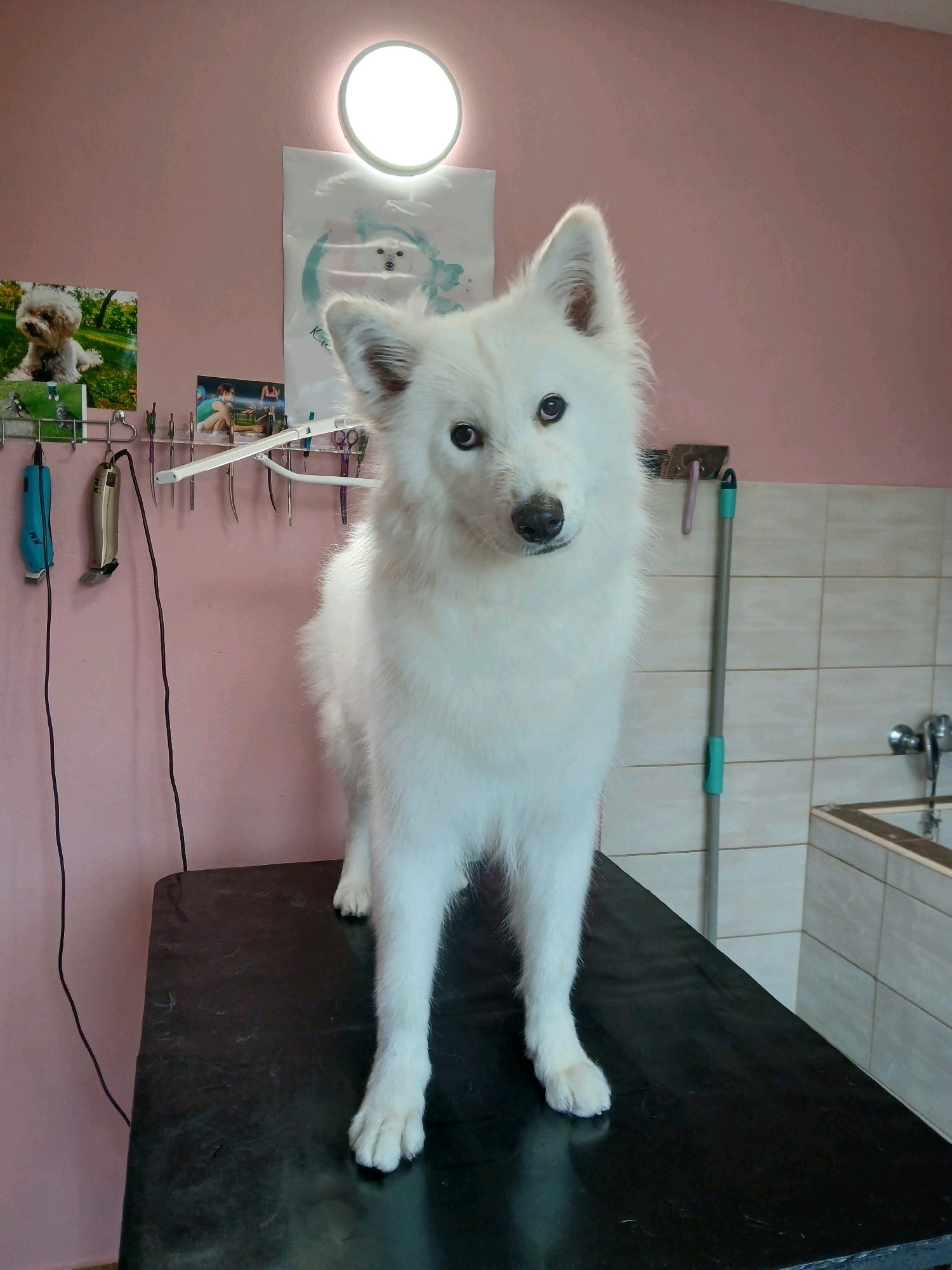 Mini Kutyakozmetika Debrecen galéria